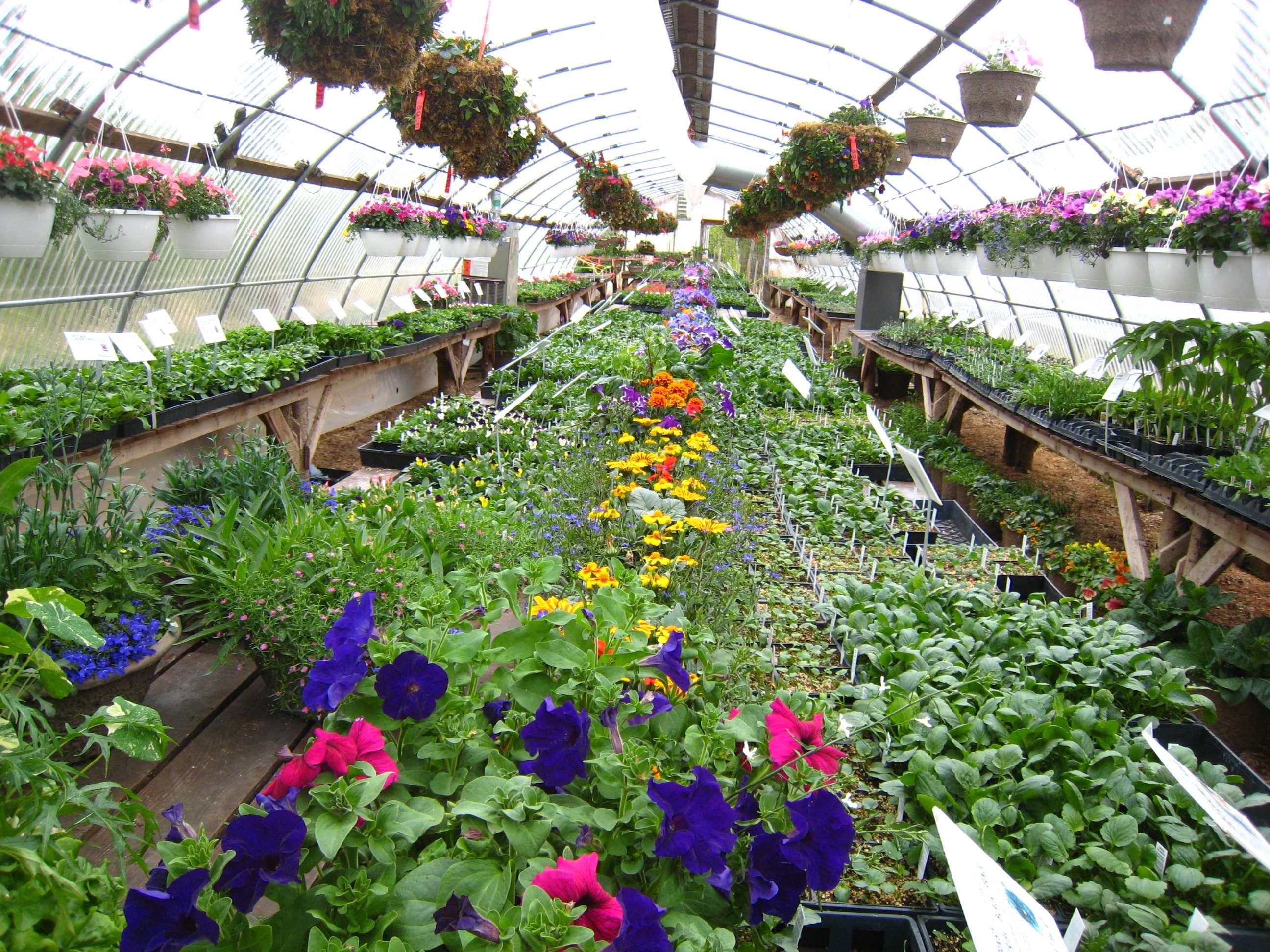 flowers, greenhouse, hanging plants wallpaper