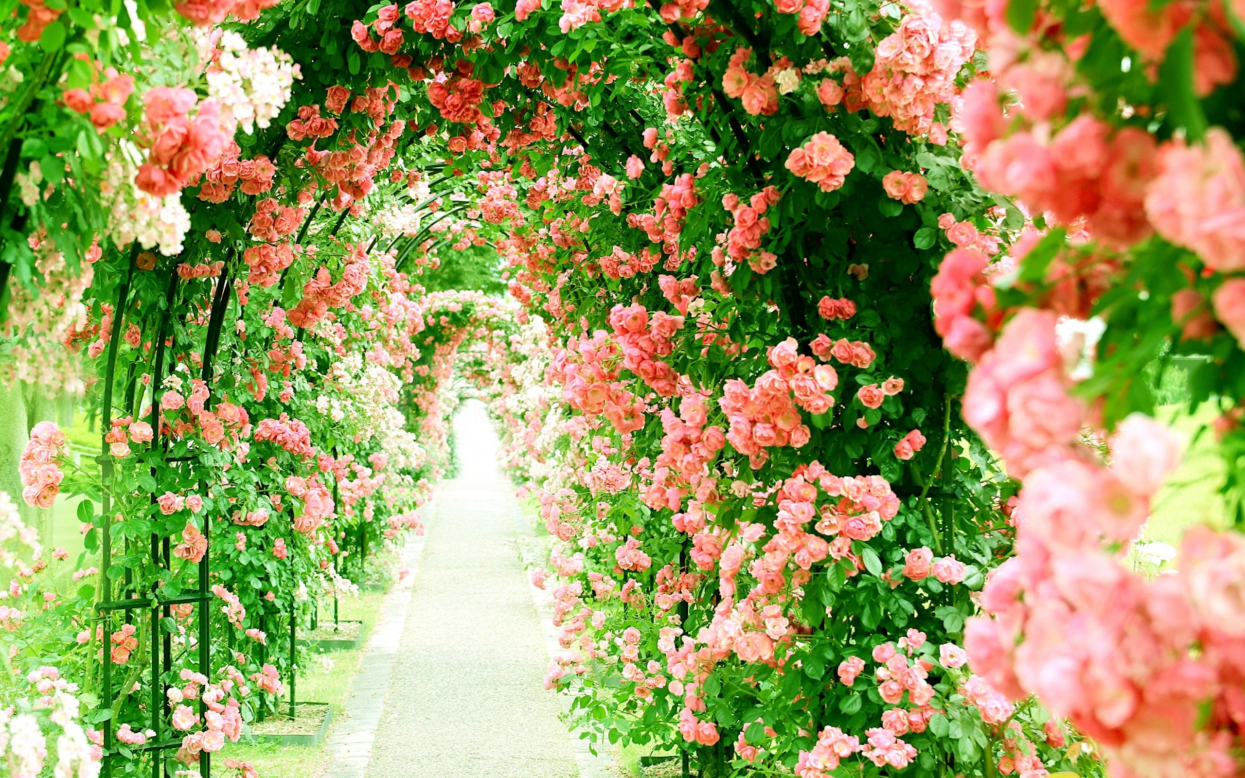 Download wallpaper flower greenhouse, pink roses, alley