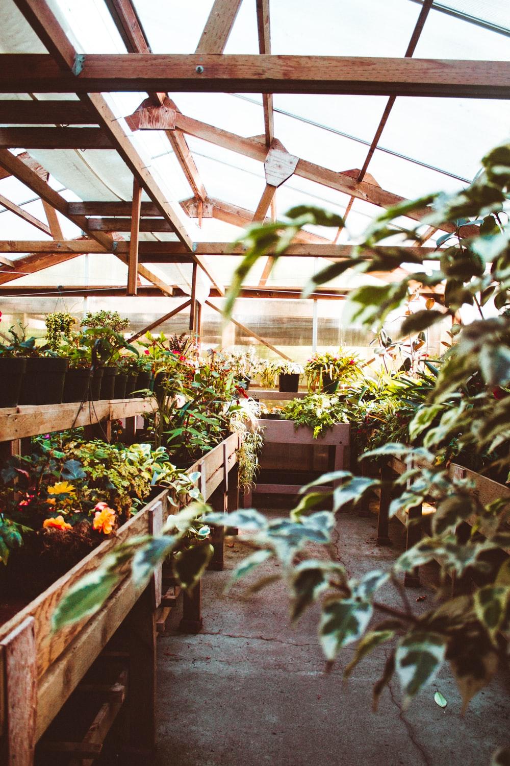 Greenhouse Picture. Download Free Image