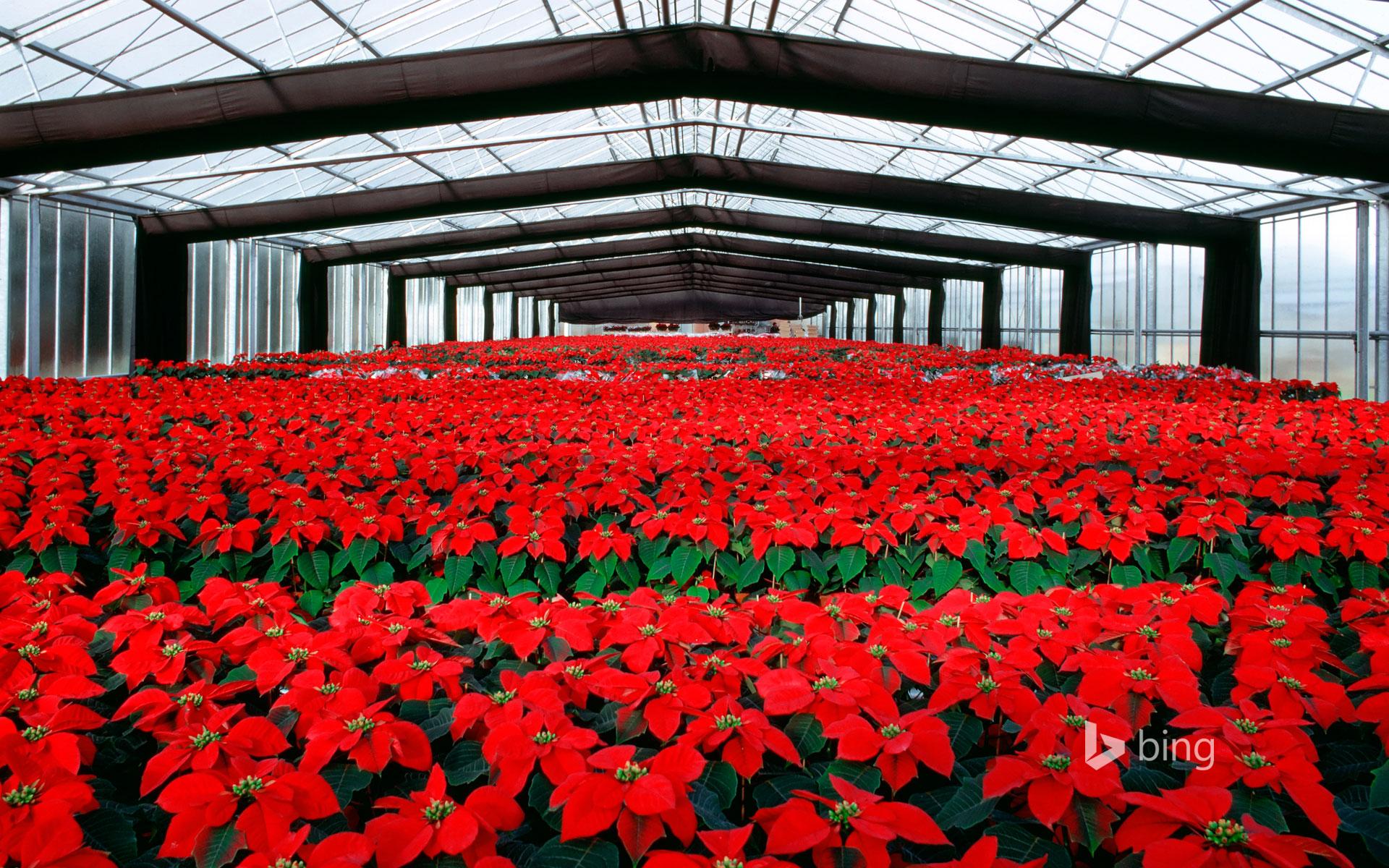 Poinsettia plants under cultivation in a greenhouse © SGM
