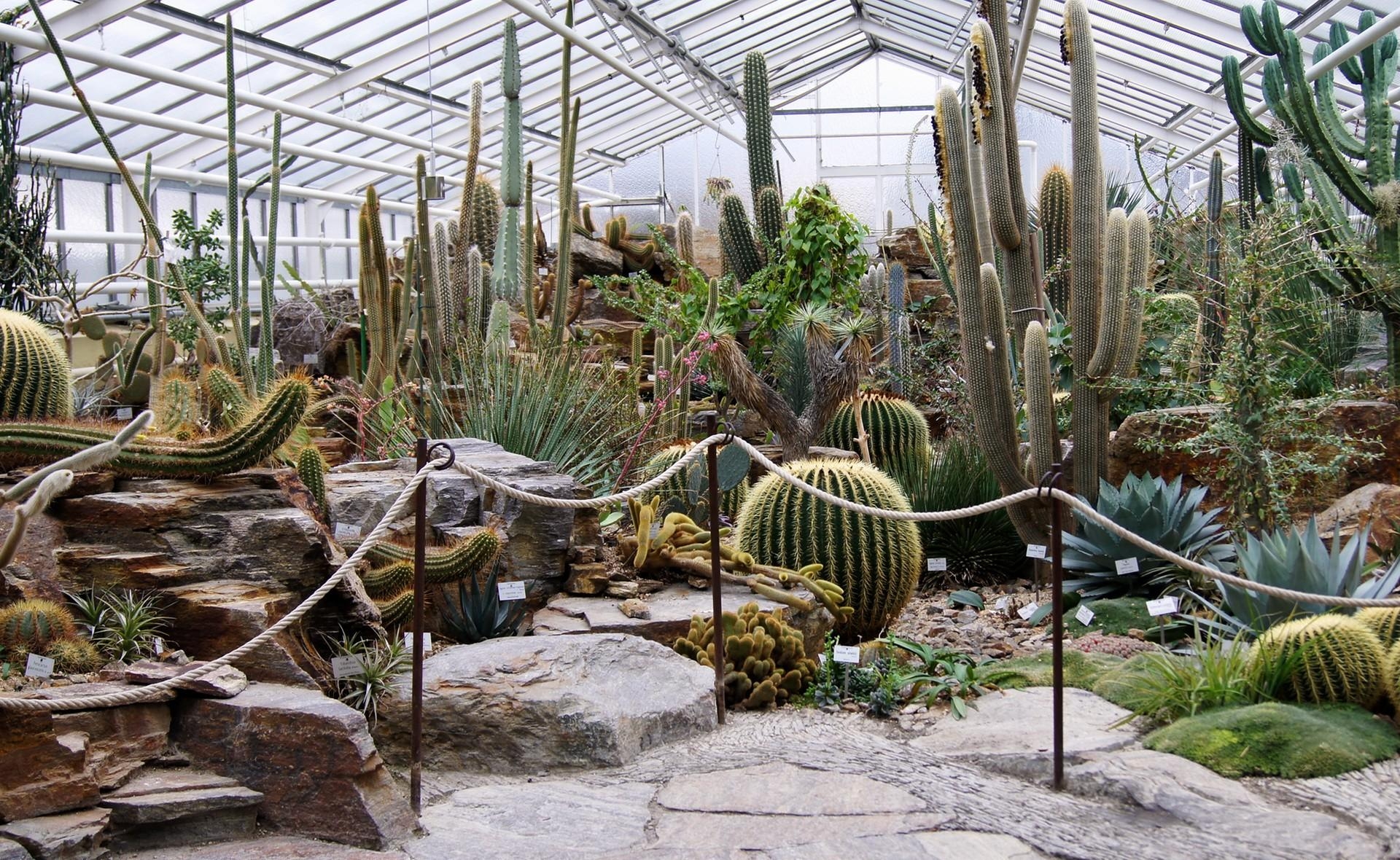Cactus Greenhouse Different Much Exhibition Stock