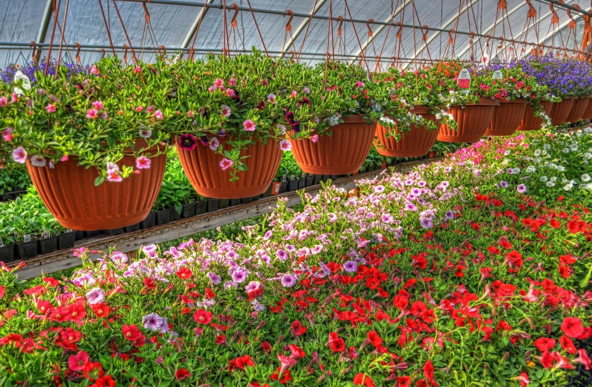 Petunia, Kalihobriya, Flowers, Pots, Lot, Greenhouse