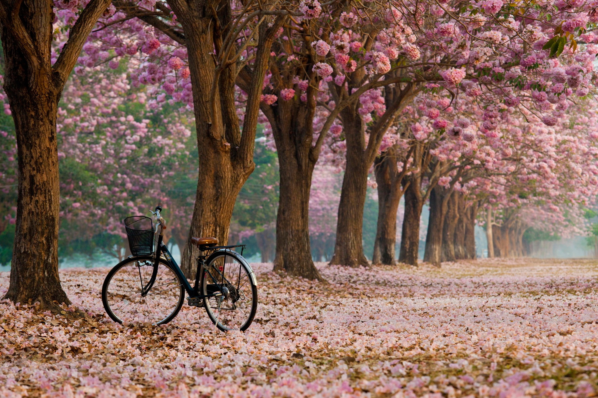 Desktop Wallpaper Bicycles and Flowers