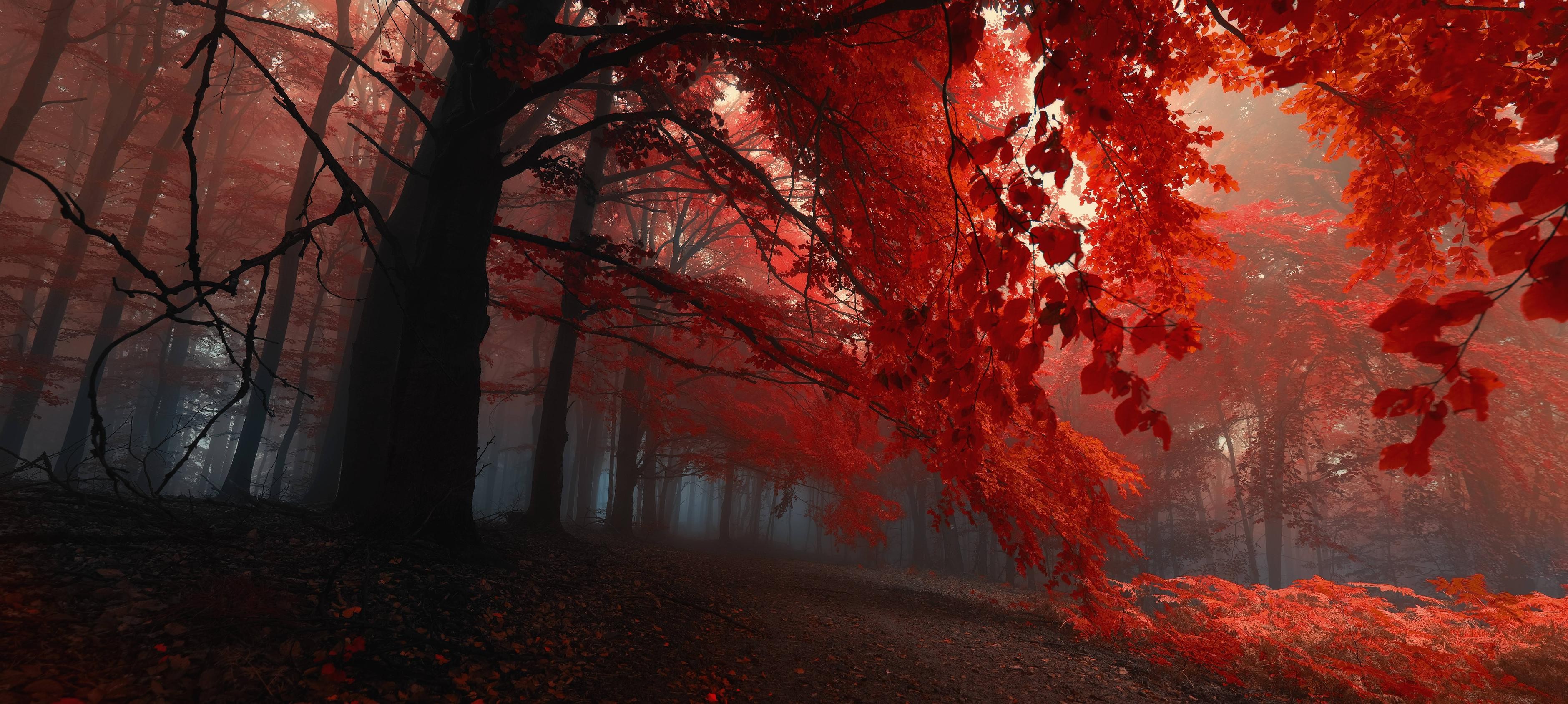 fall, Trees, Nature, Forest, Red Wallpaper HD / Desktop