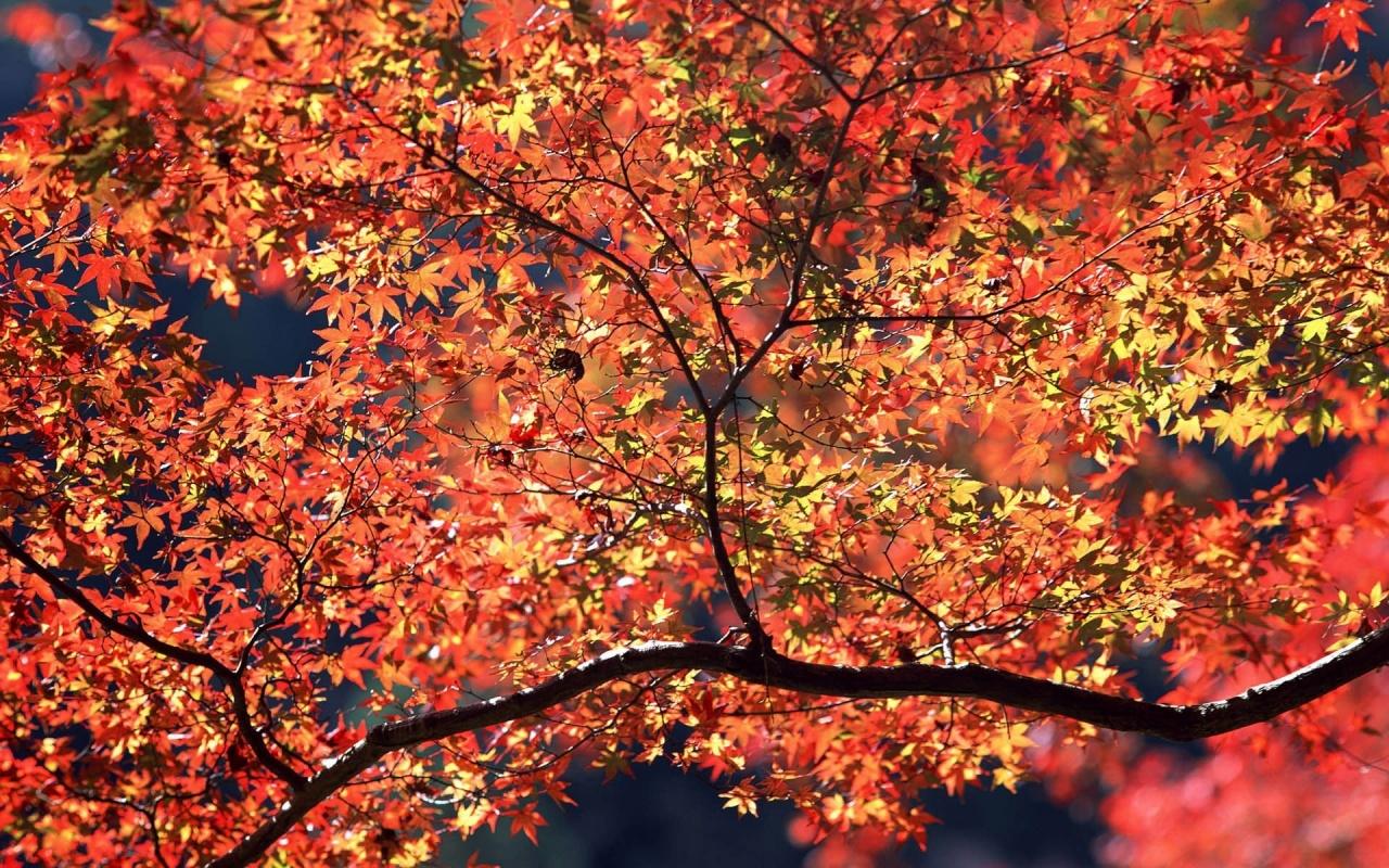 Autumn Colors desktop PC and Mac wallpaper