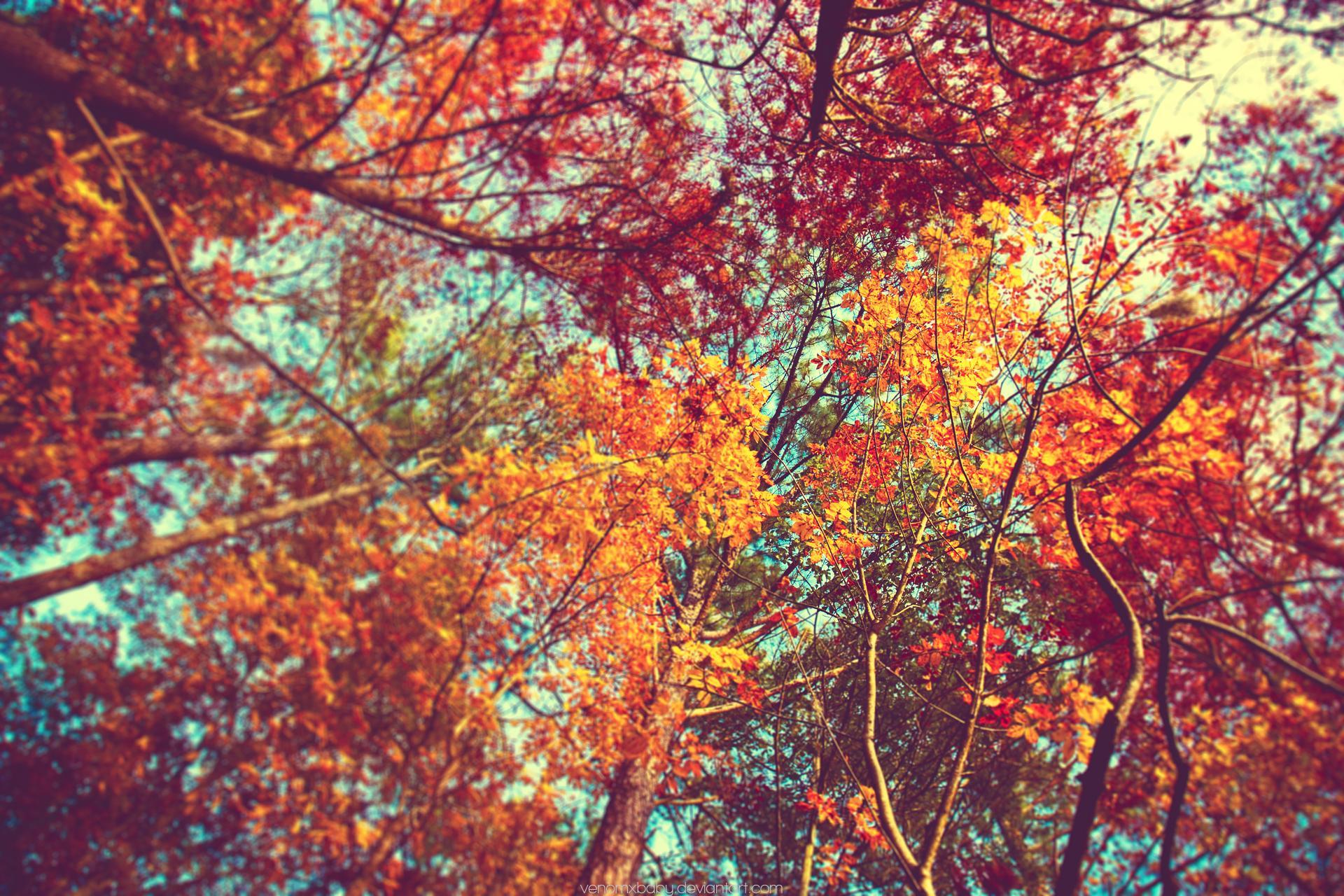 aesthetic fall background