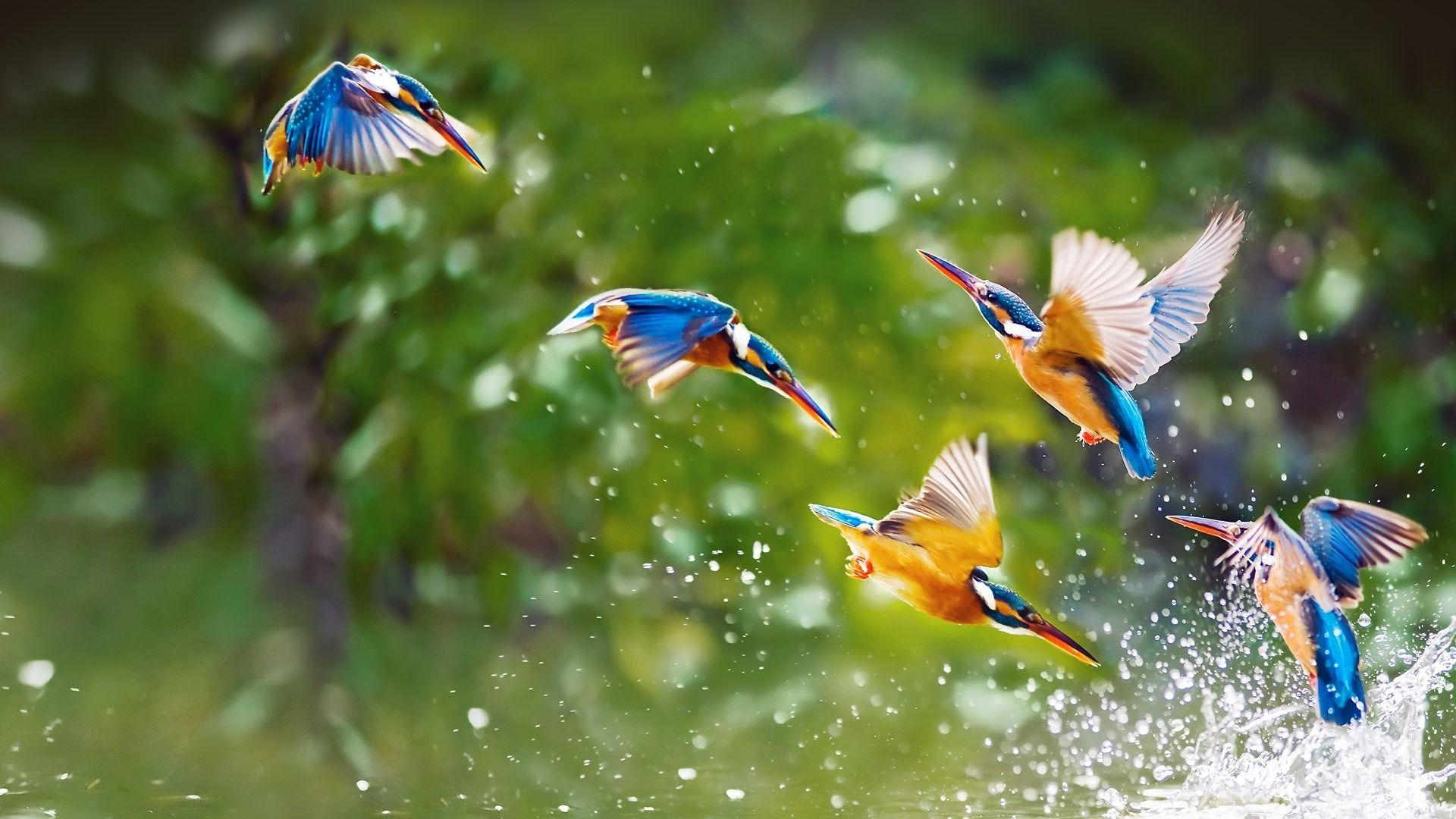 Beautiful Birds Flying in the Sky HD Image Free Wallpaper