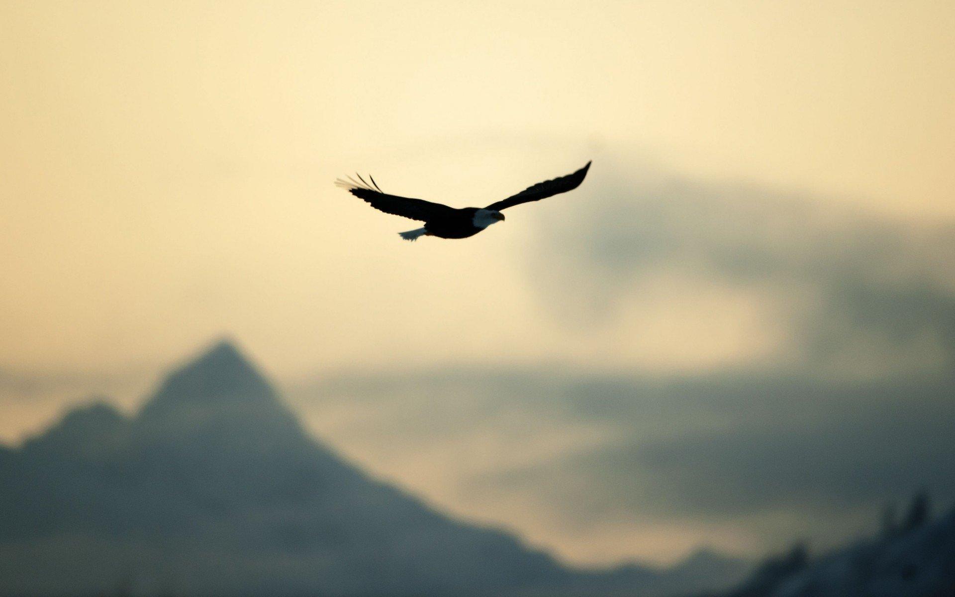mountains, Flying, Birds, Eagles, Aviation, Skies Wallpaper