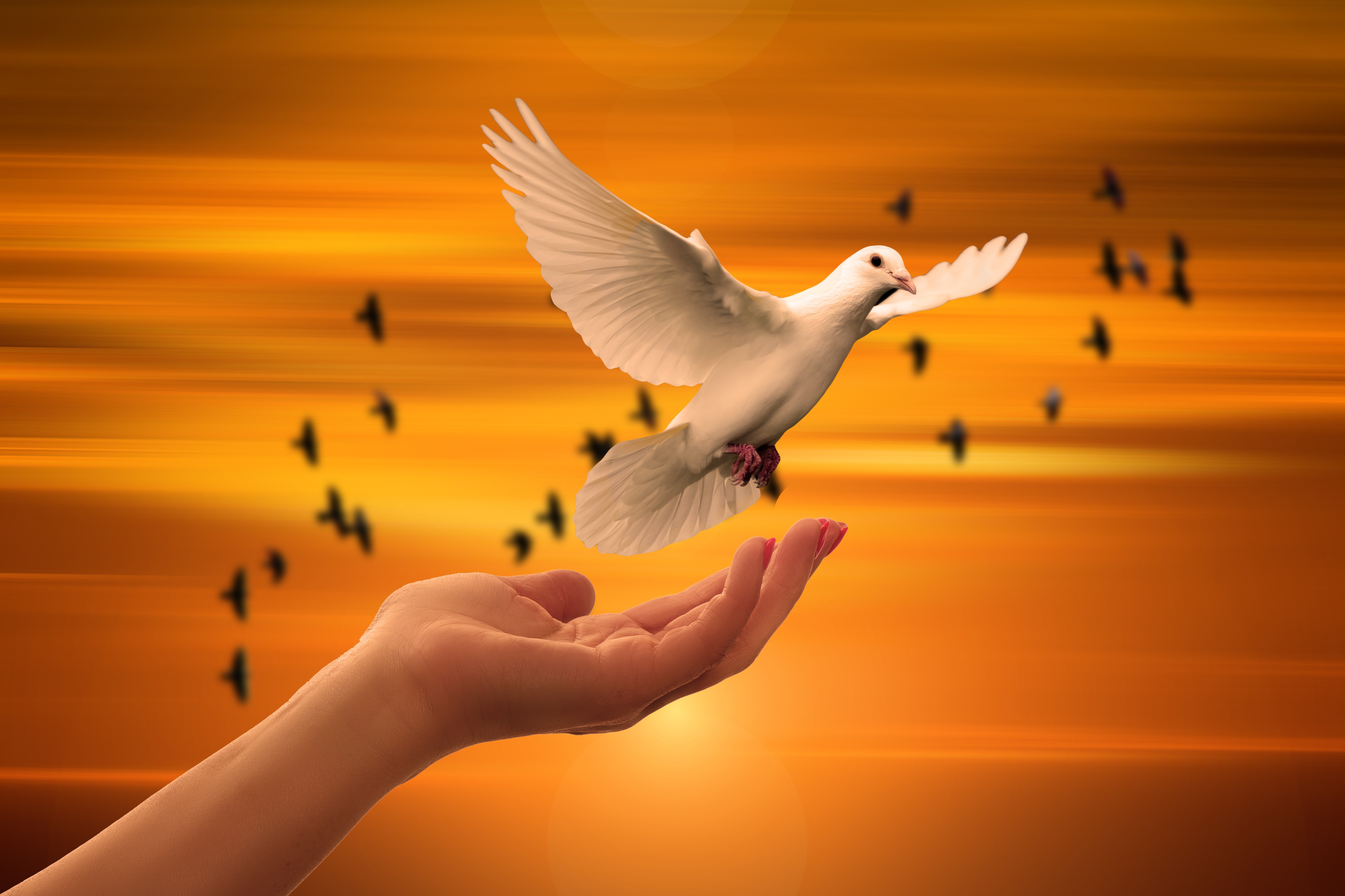 Dove Bird Flying Away, HD Birds, 4k Wallpaper, Image