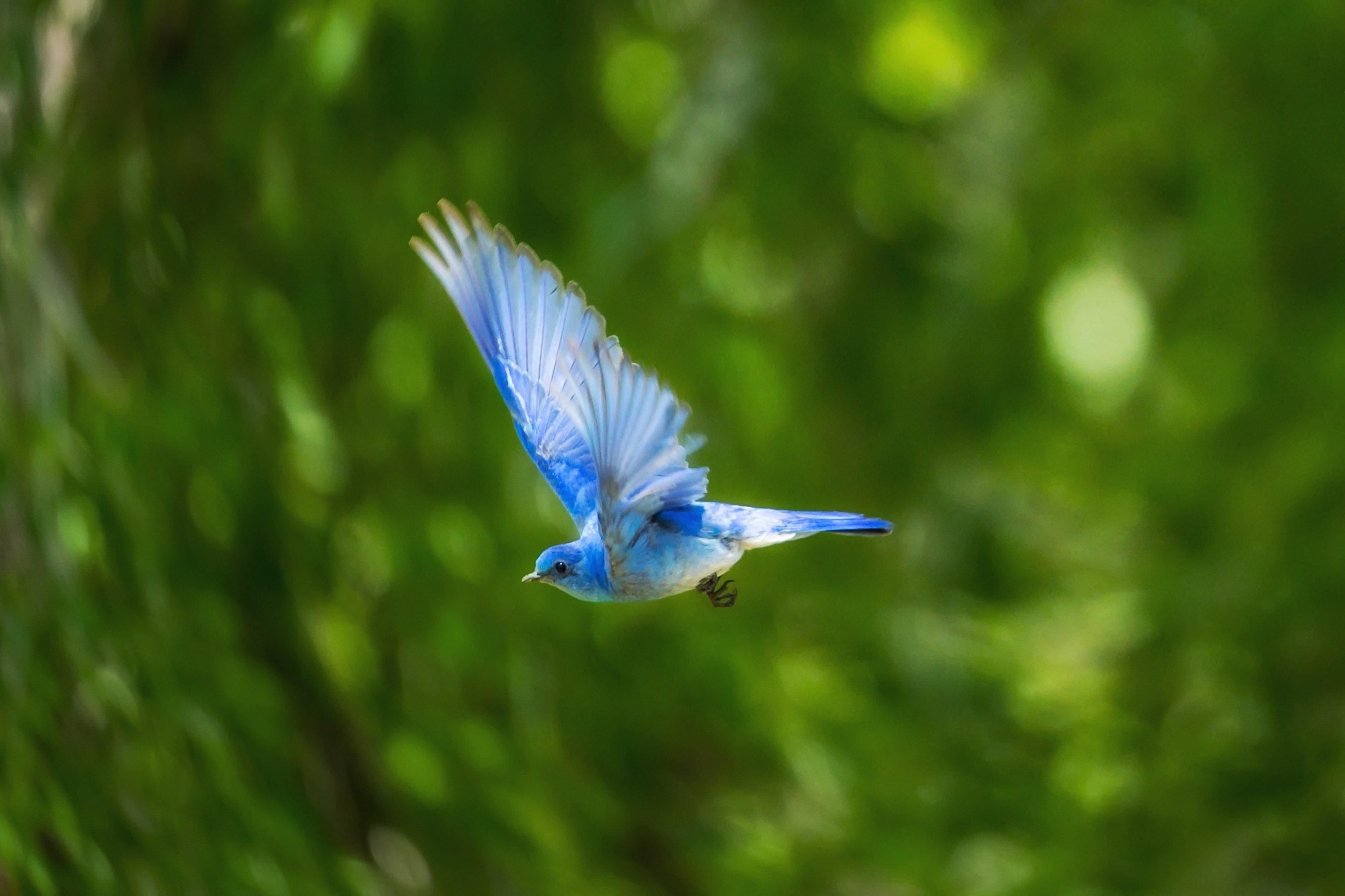 A Flying Blue Bird HD wallpaper