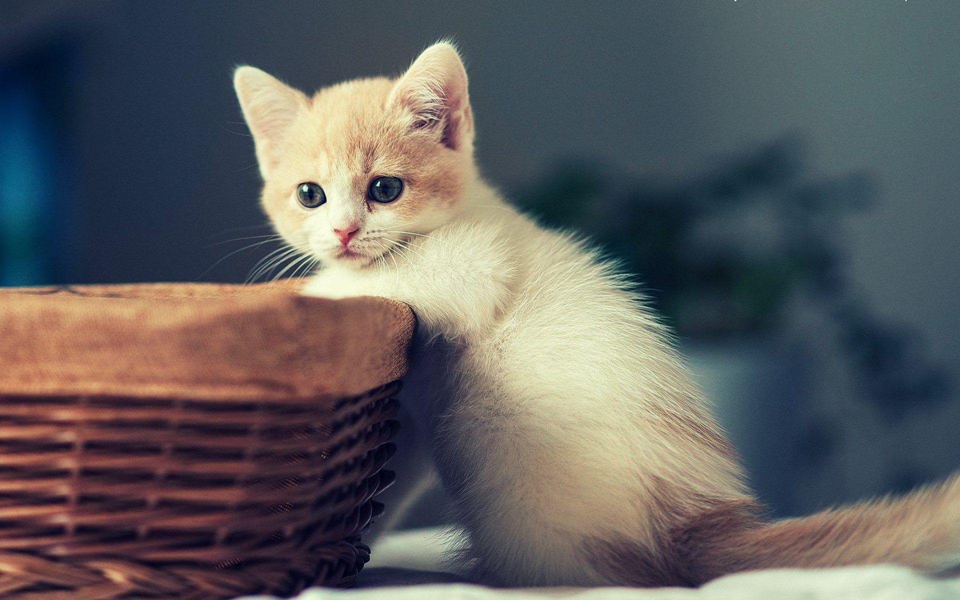 Kittens On The Bucket Wallpapers - Wallpaper Cave