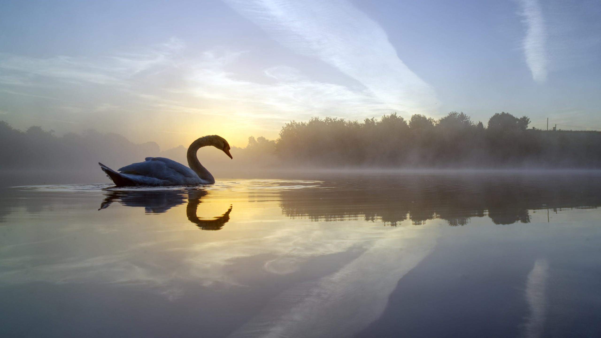 White Swan Landing In A Lake Desktop Wallpaper Hd