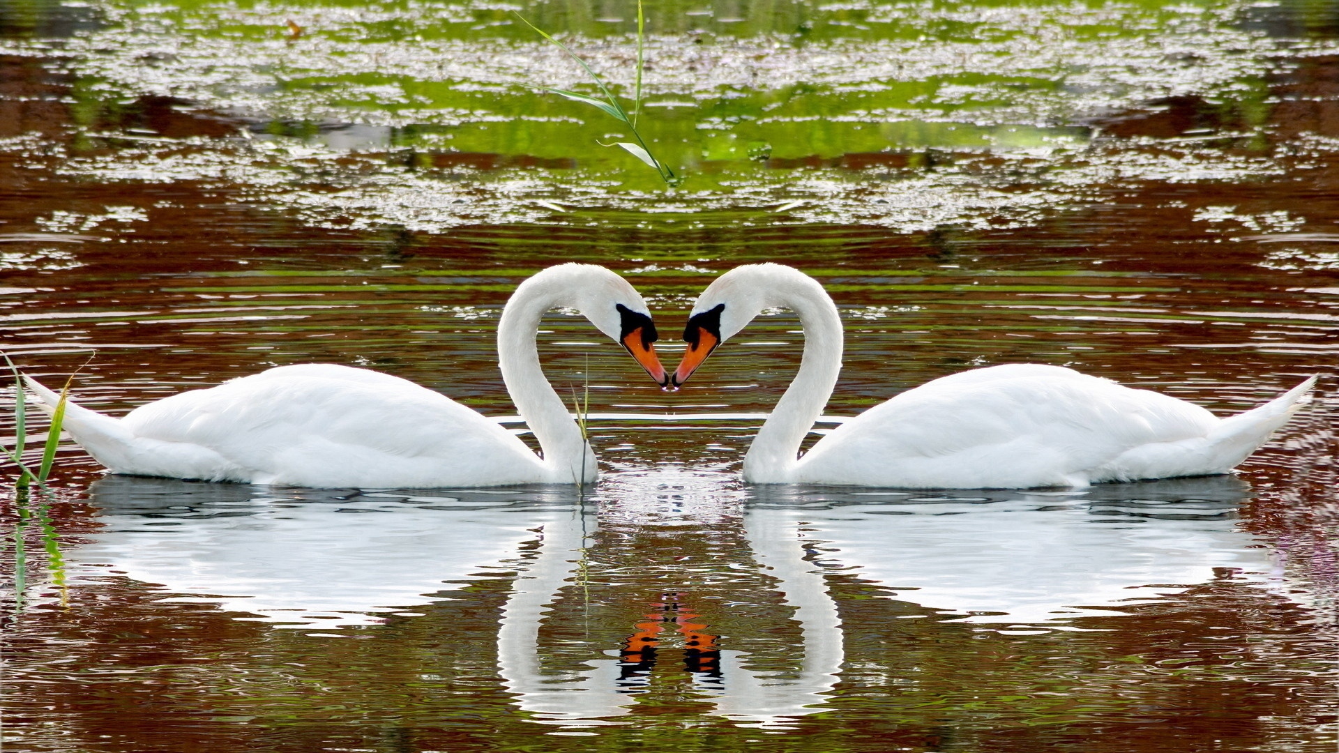 Swan Lake Wallpapers - Wallpaper Cave