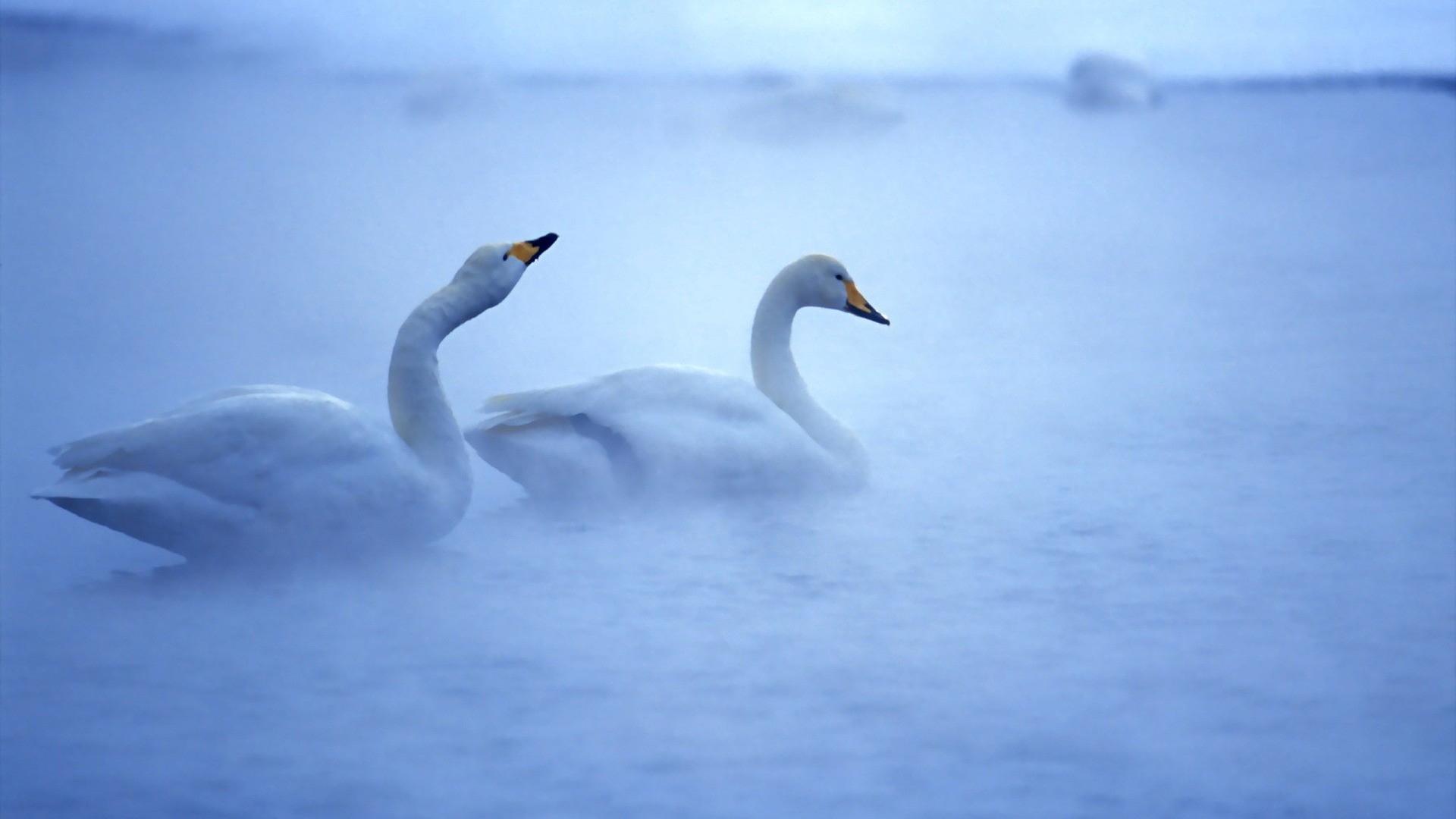 Swan Lake Wallpapers - Wallpaper Cave