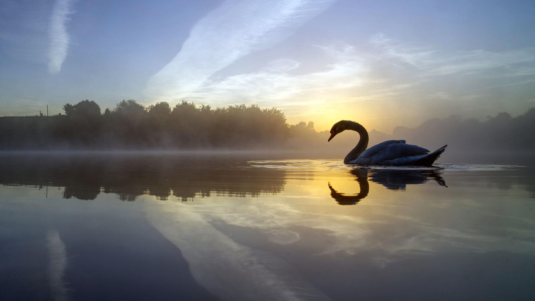 Swan Lake 6k ty2 HD Wallpaper