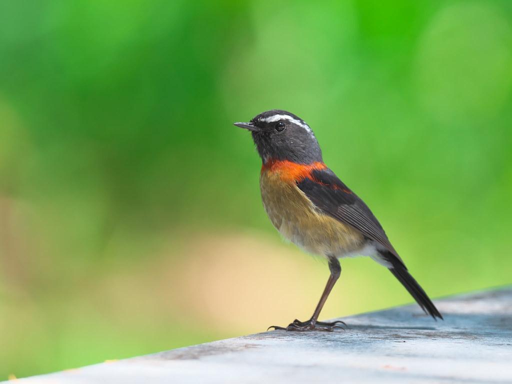 栗背林鴝 Collared Bush Robin