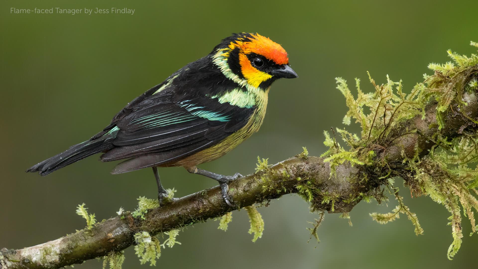 Flame Faced Tanager. American Bird Conservancy