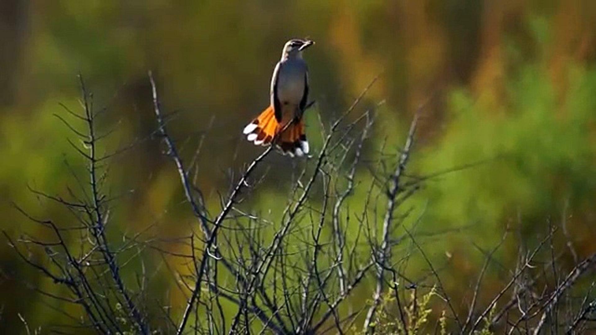 Соловей тугайный. Rufous Bush Robin. Cercotrichas galactotes
