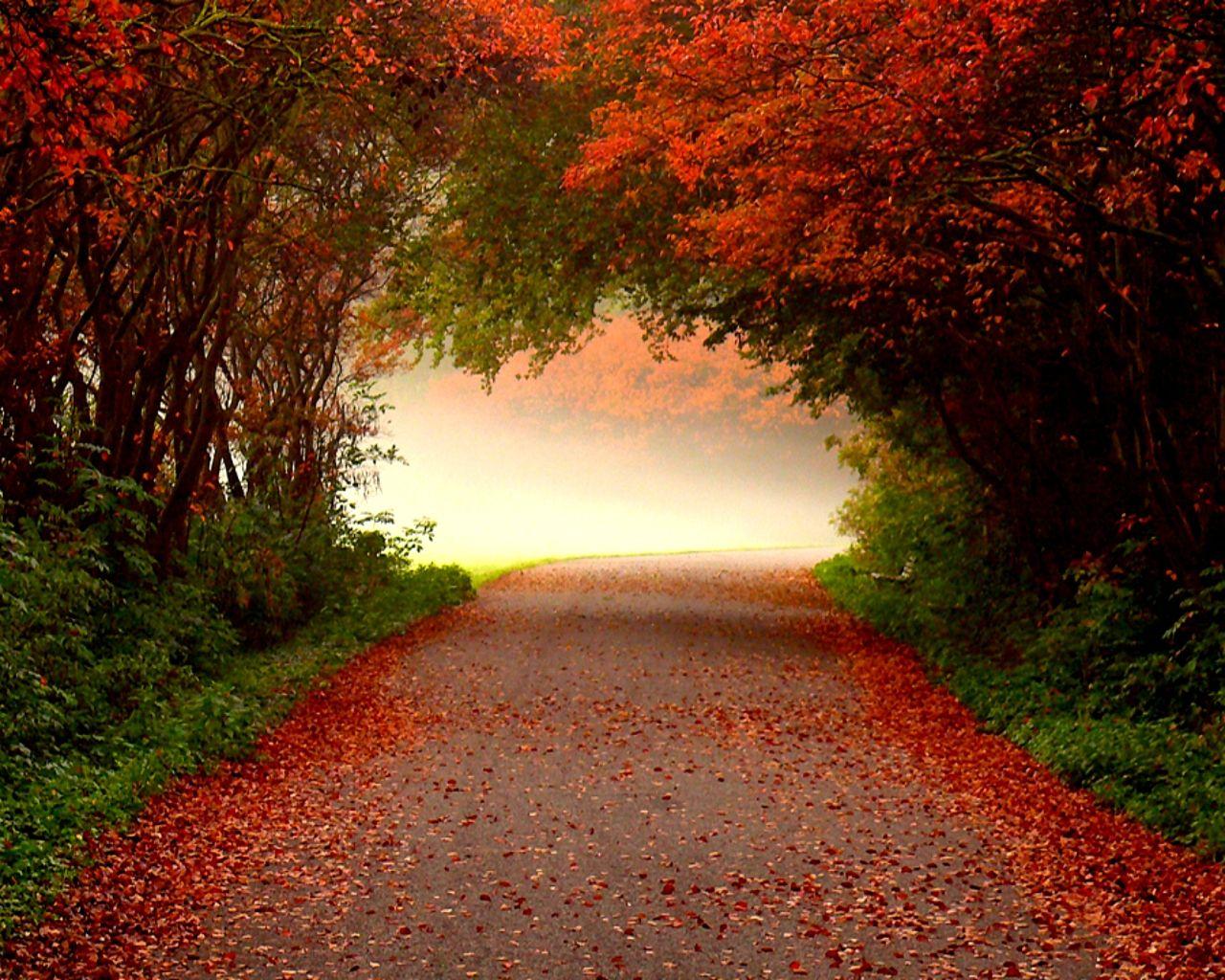 Fall Road Tree. photohop. Autumn scenery, Fall