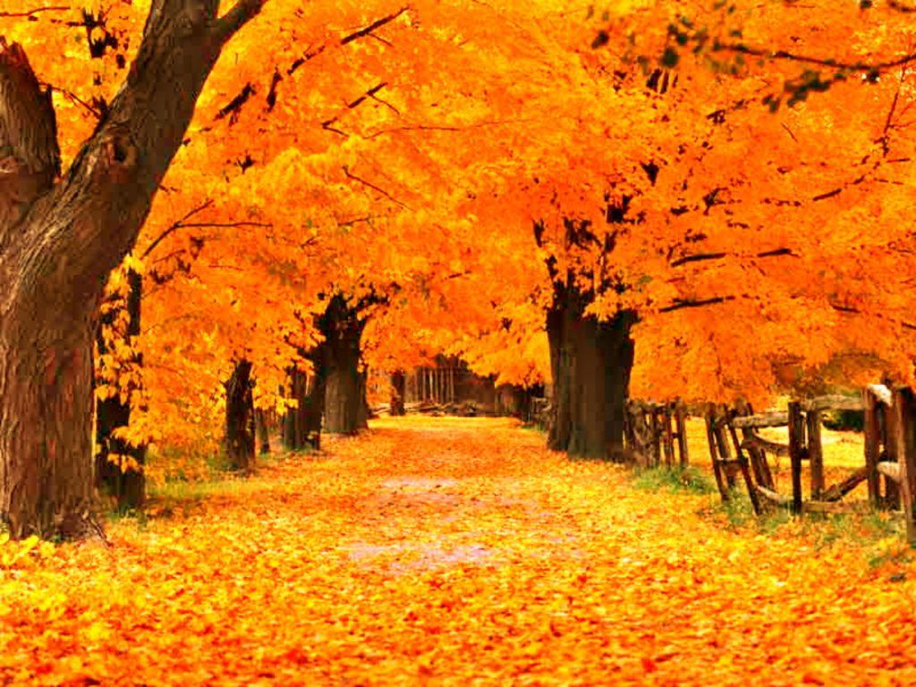 Free Fall Wallpaper. The Free Gold Autumn