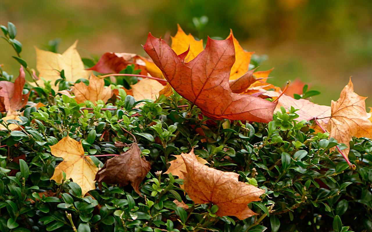 Autumn leaves Wallpaper Full HD for Android