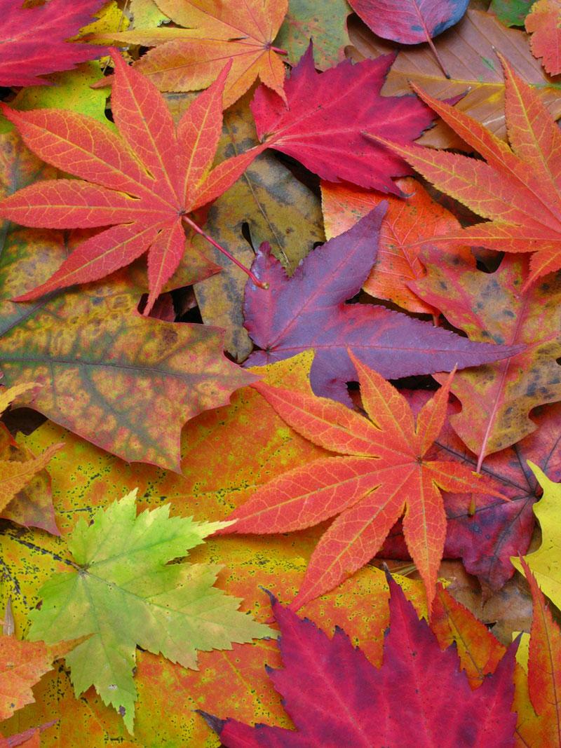 Image Gallery: A Rainbow of Fall Leaves