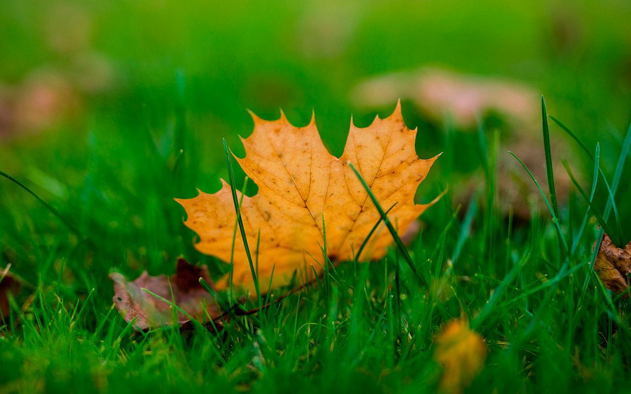 Autumn leaves Wallpaper Full HD for Android
