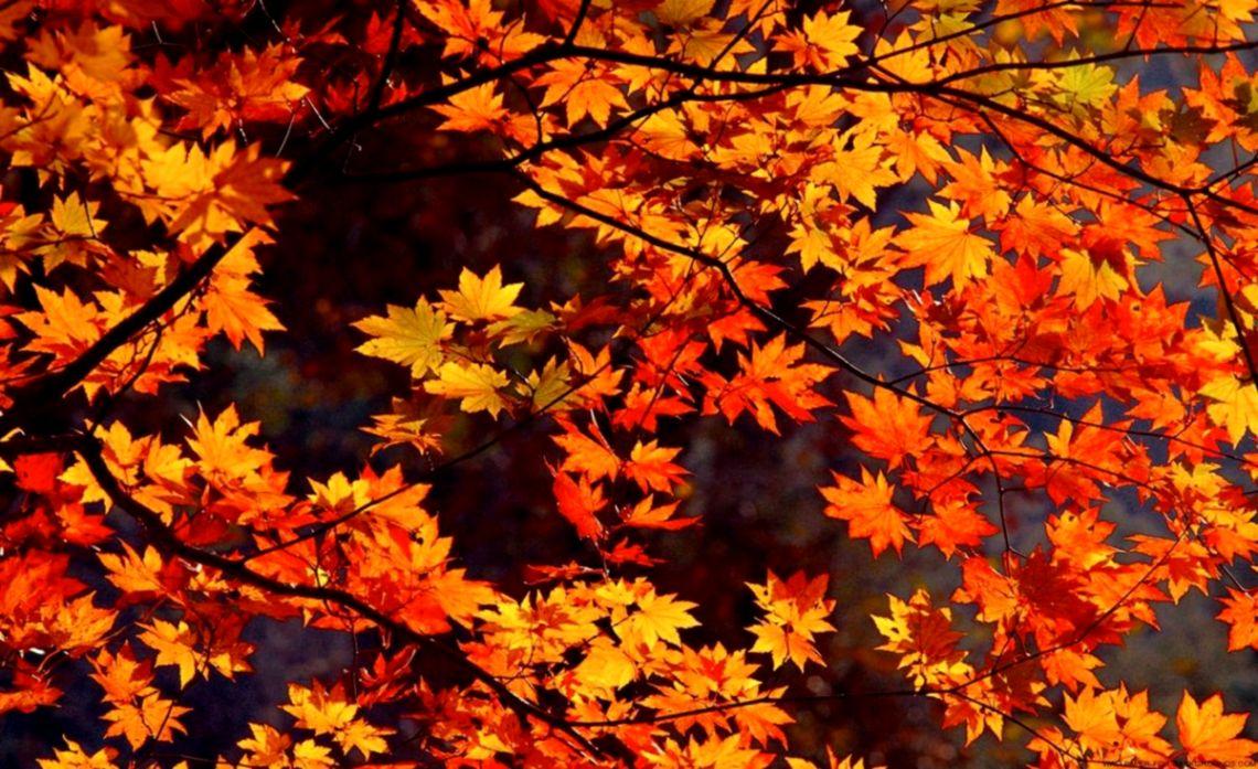Desktop Wallpaper Autumn