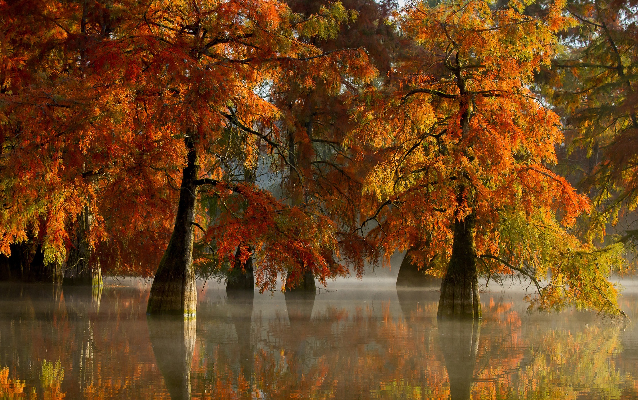 Autumn swamp colors landscape