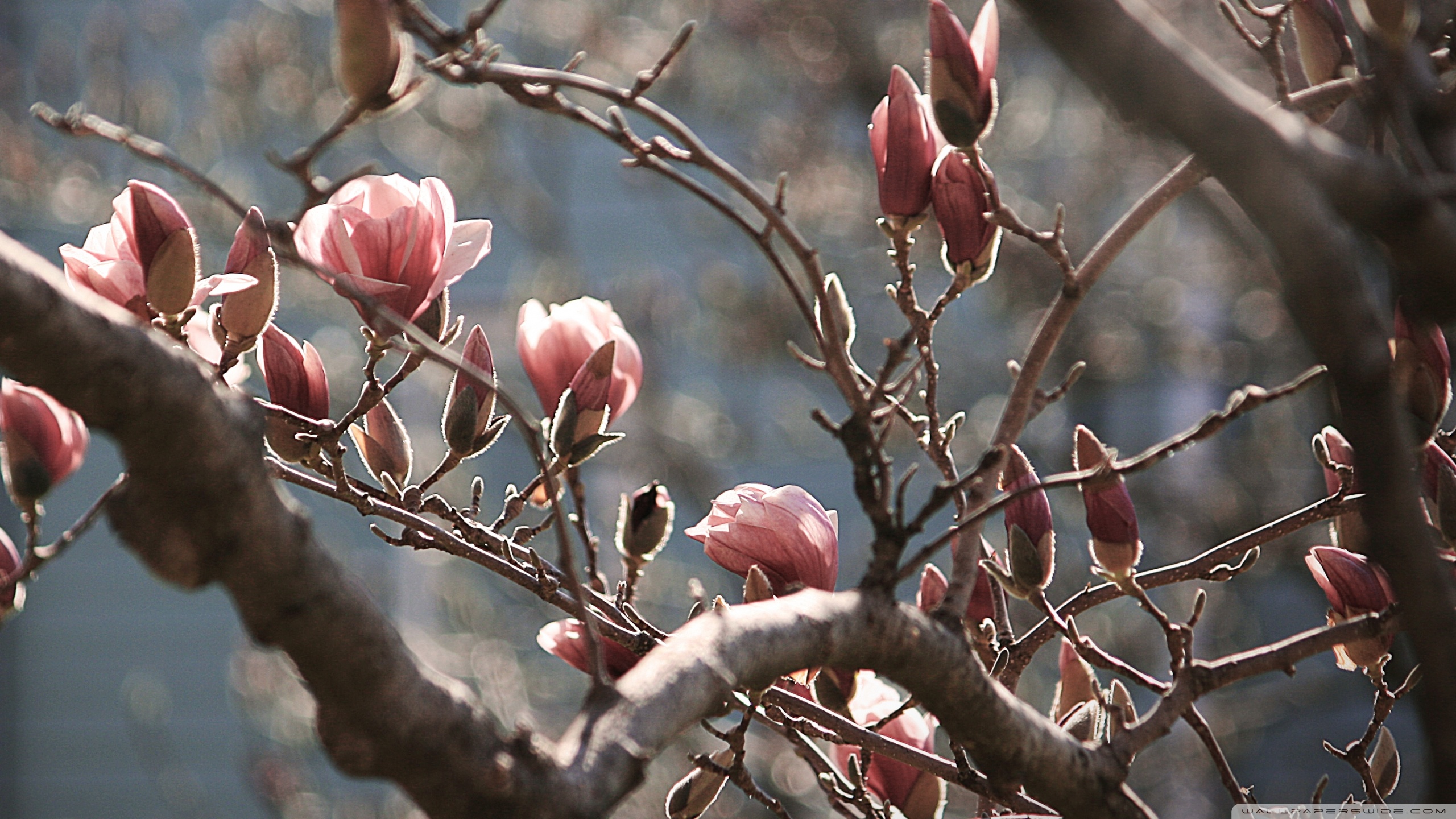 Magnolia Tree at Spring ❤ 4K HD Desktop Wallpaper
