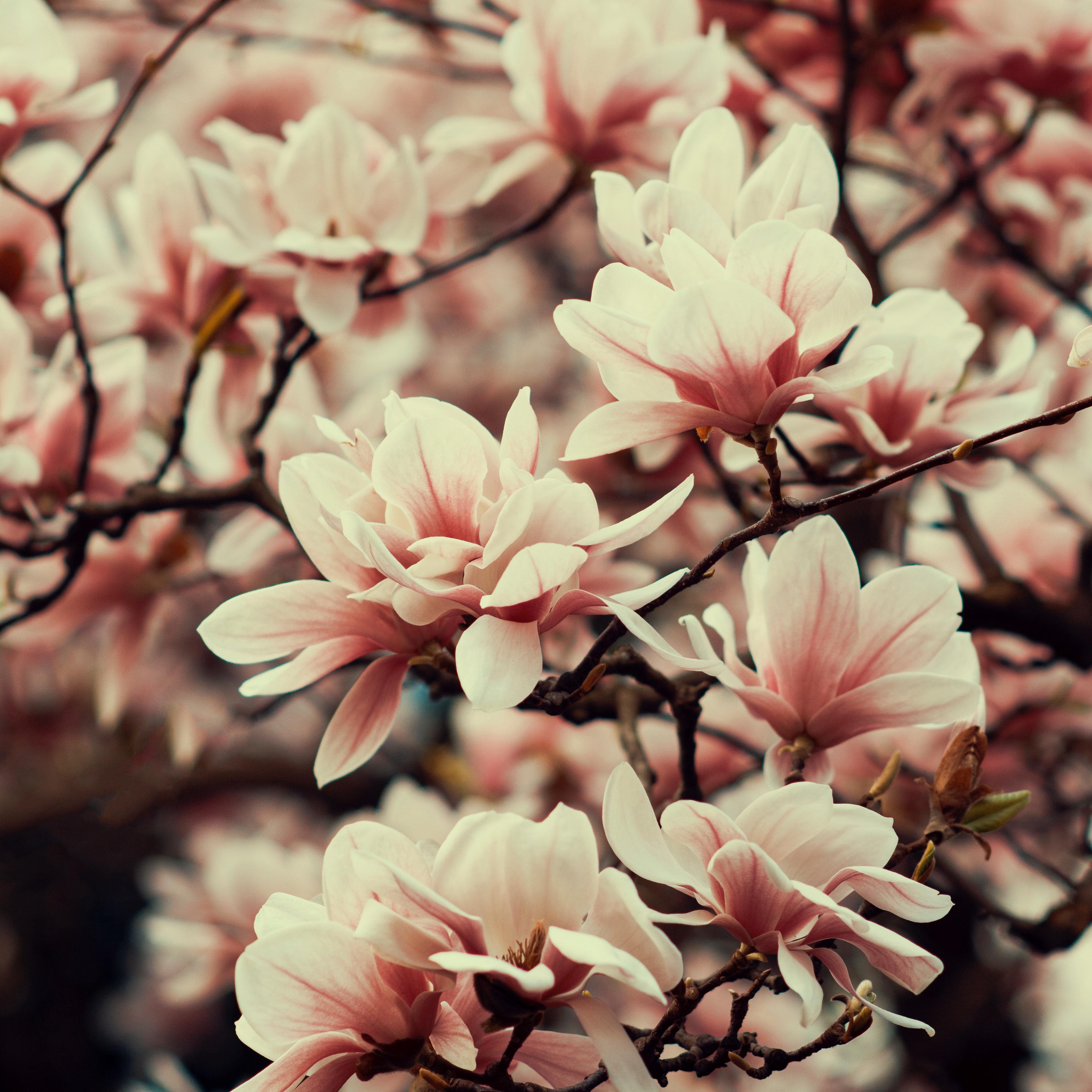 Download wallpaper 3415x3415 magnolia, flowers, branches