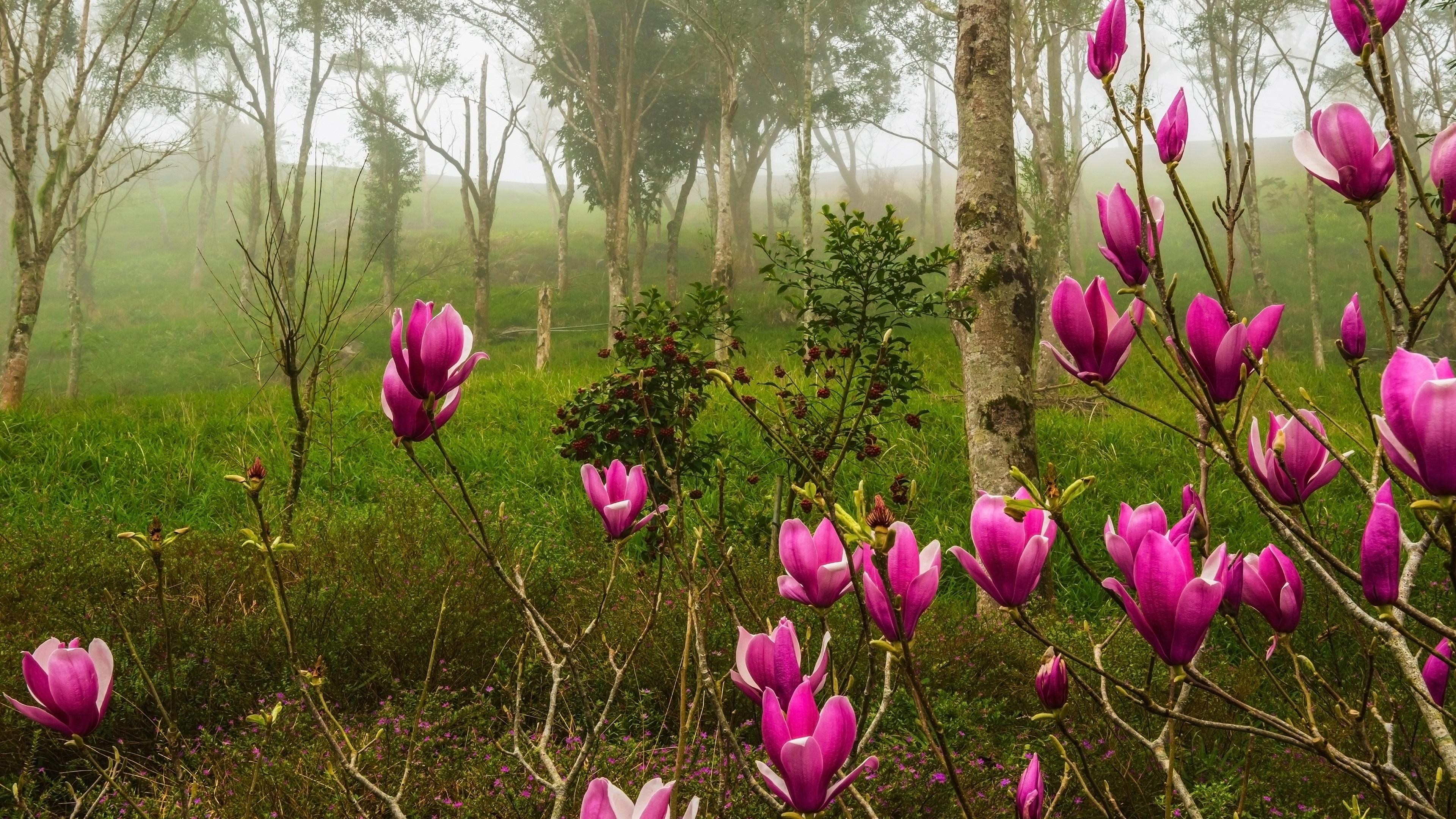 Wallpaper Magnolia, pink flowers bloom, forest, spring