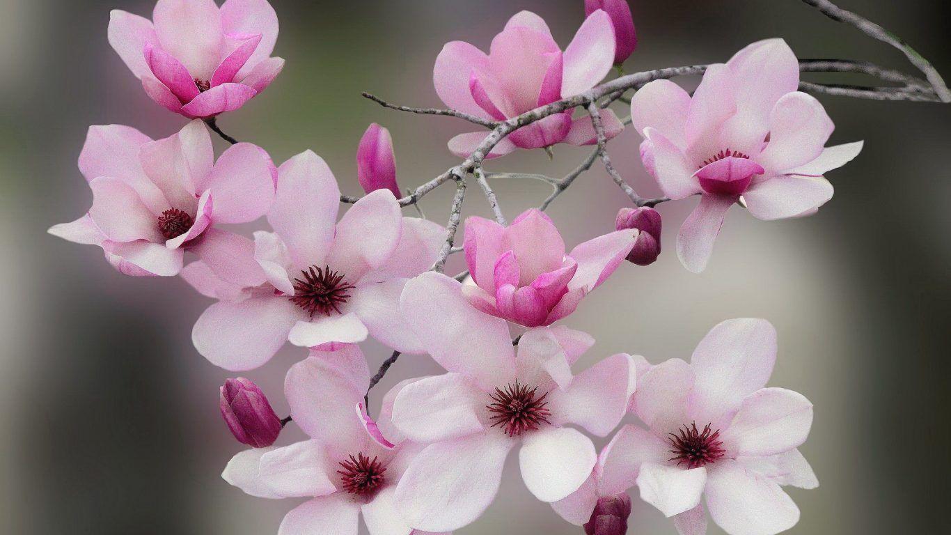 Flowering Blossoms Tree Flower Scent Lovely Beautiful