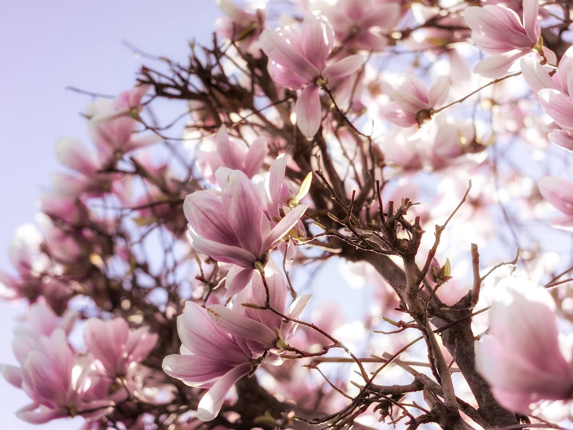 Wallpaper Magnolia flowering, tree, pink flowers, spring