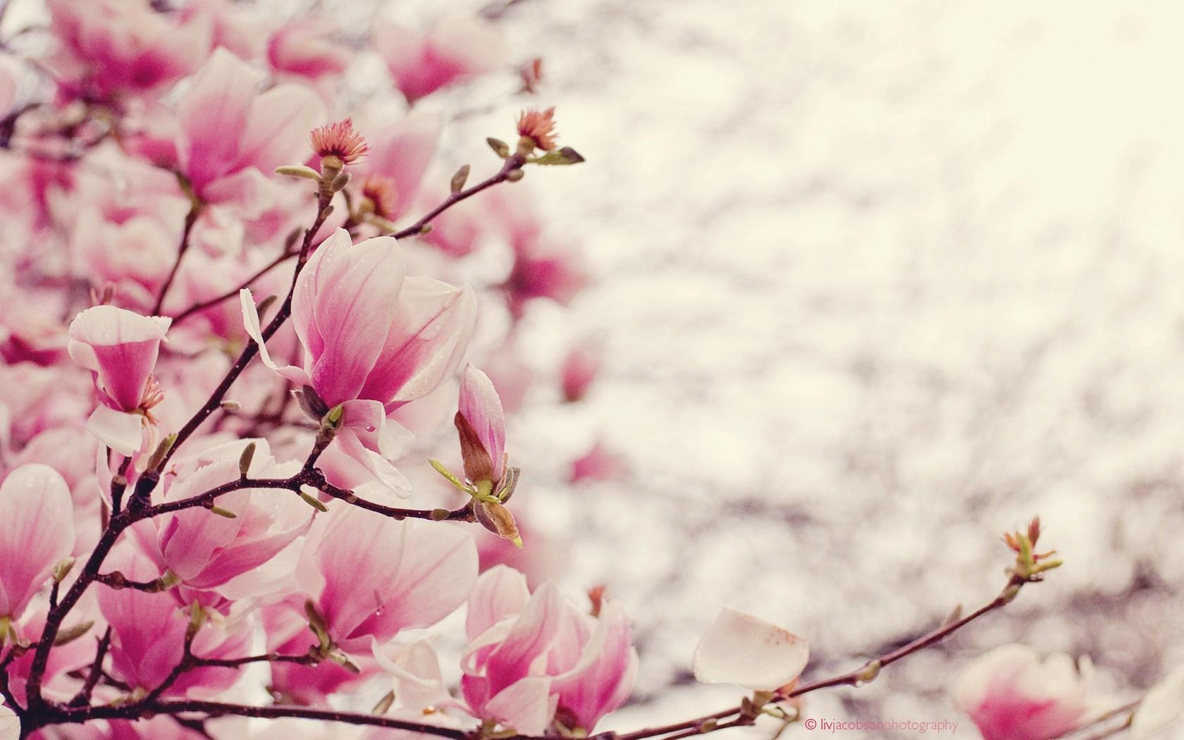 Magnolia Blooms Desktop Widescreen Wallpaper