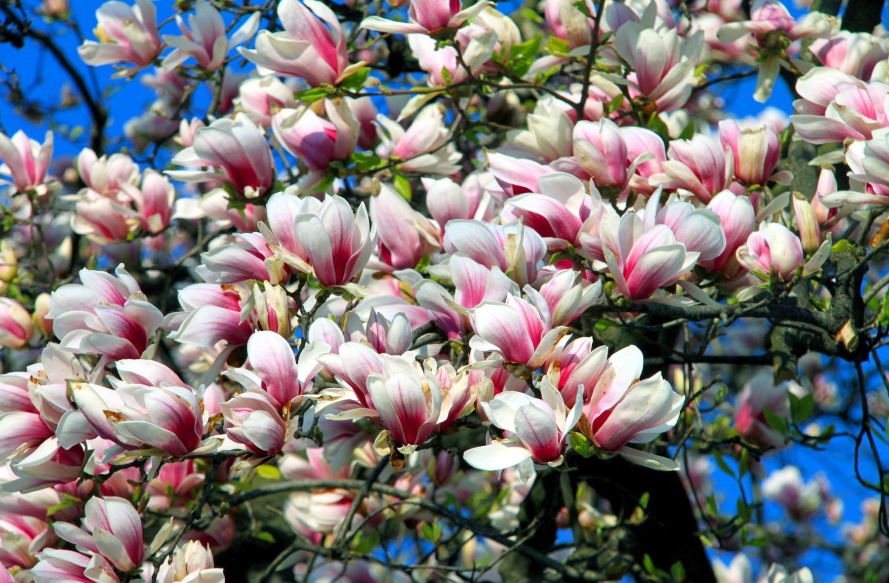 Download wallpaper 1800x1180 magnolia, blossoms, branch, sky