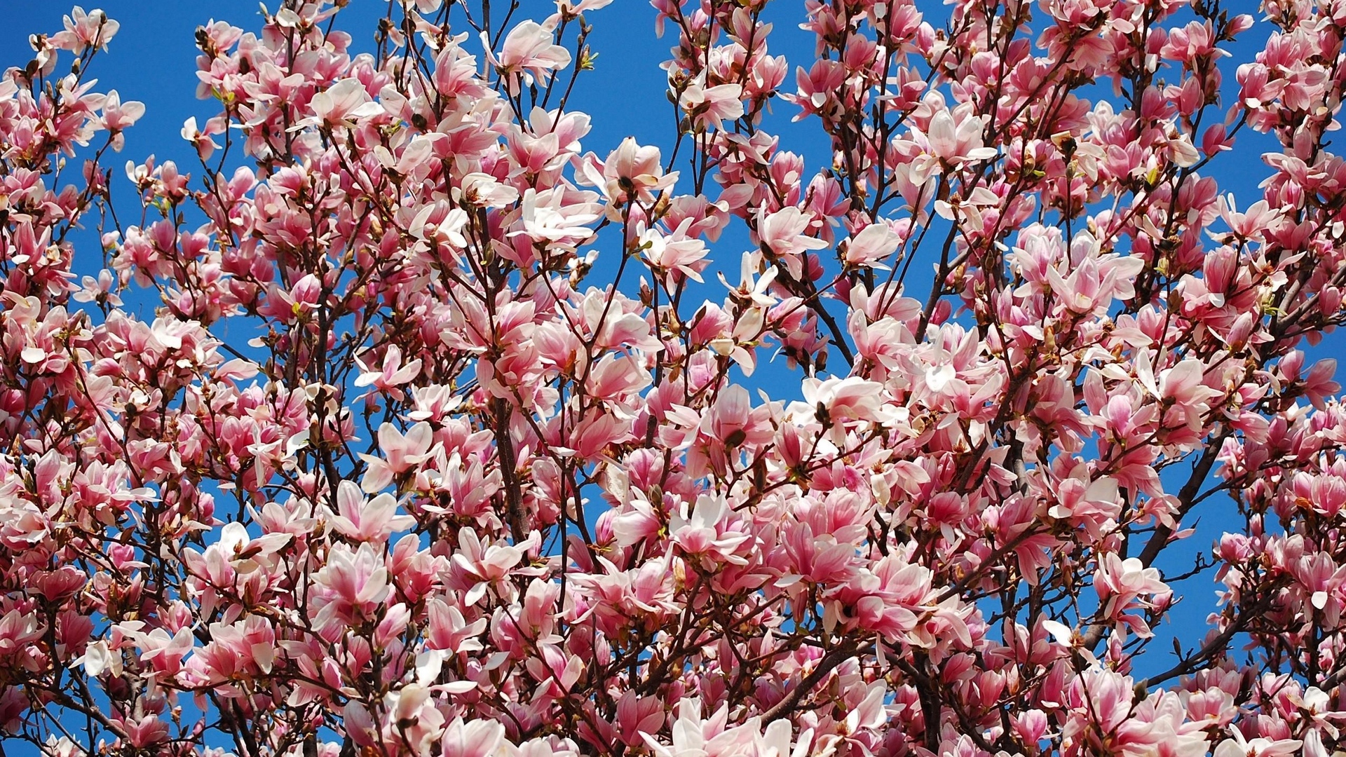Download wallpaper 1920x1080 magnolia, bloom, sky, branch