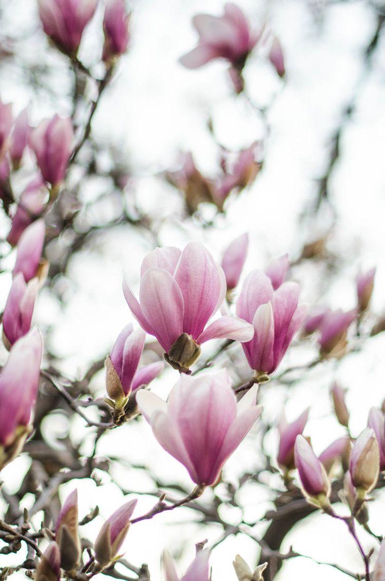 ROSE & IVY Journal Spring Awakening Magnolias Part II