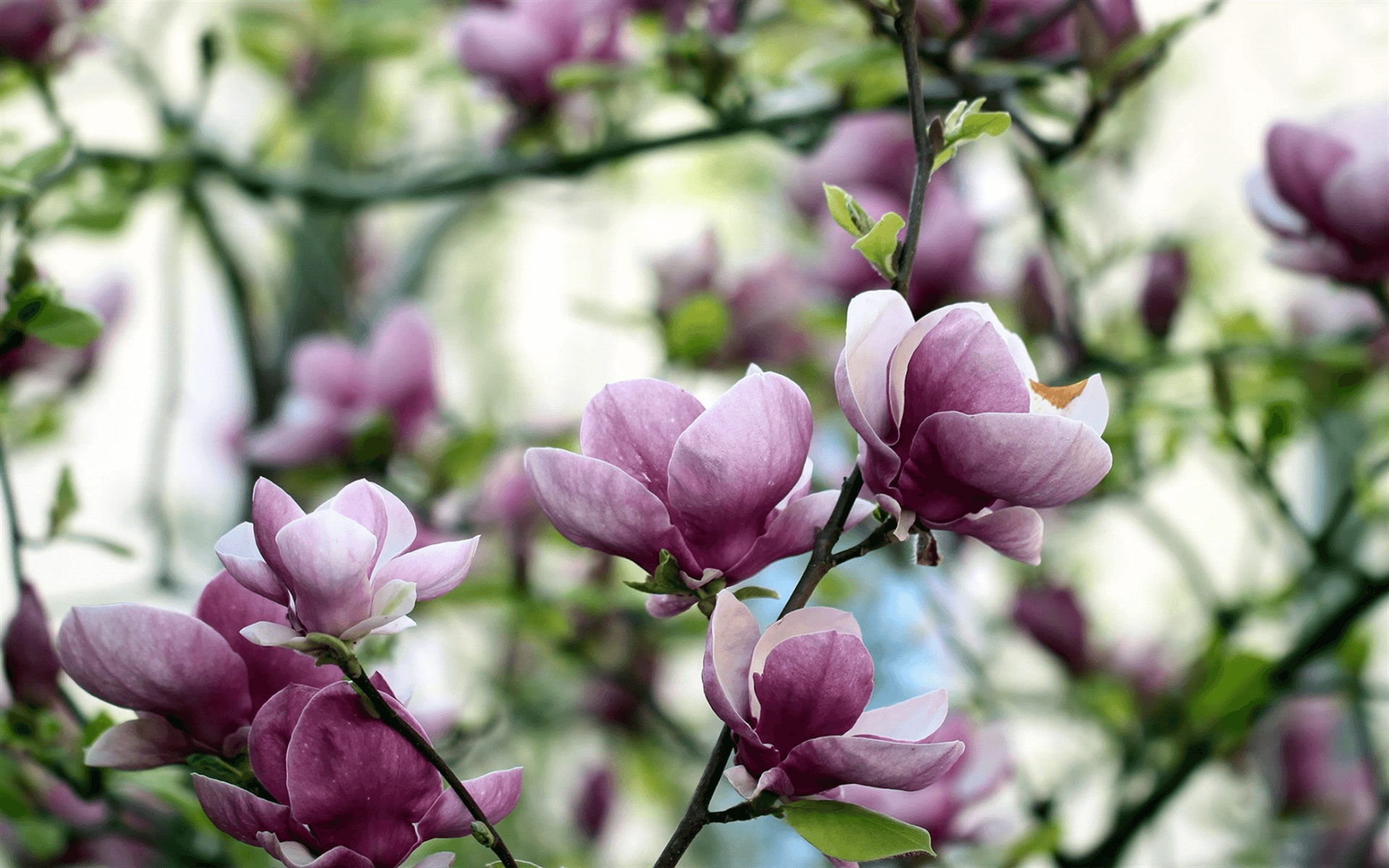 Download wallpaper magnolia, spring pink flowers, bloom