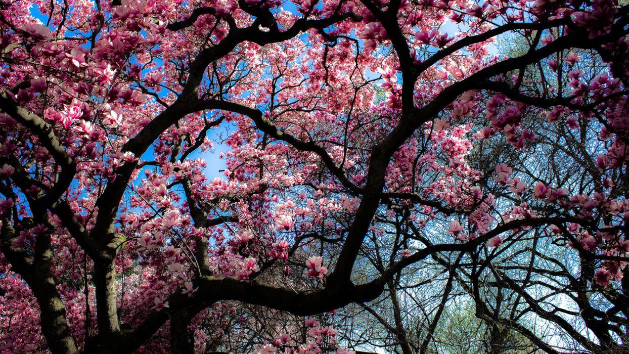 Magnolia tree bloom spring wallpaperx1080