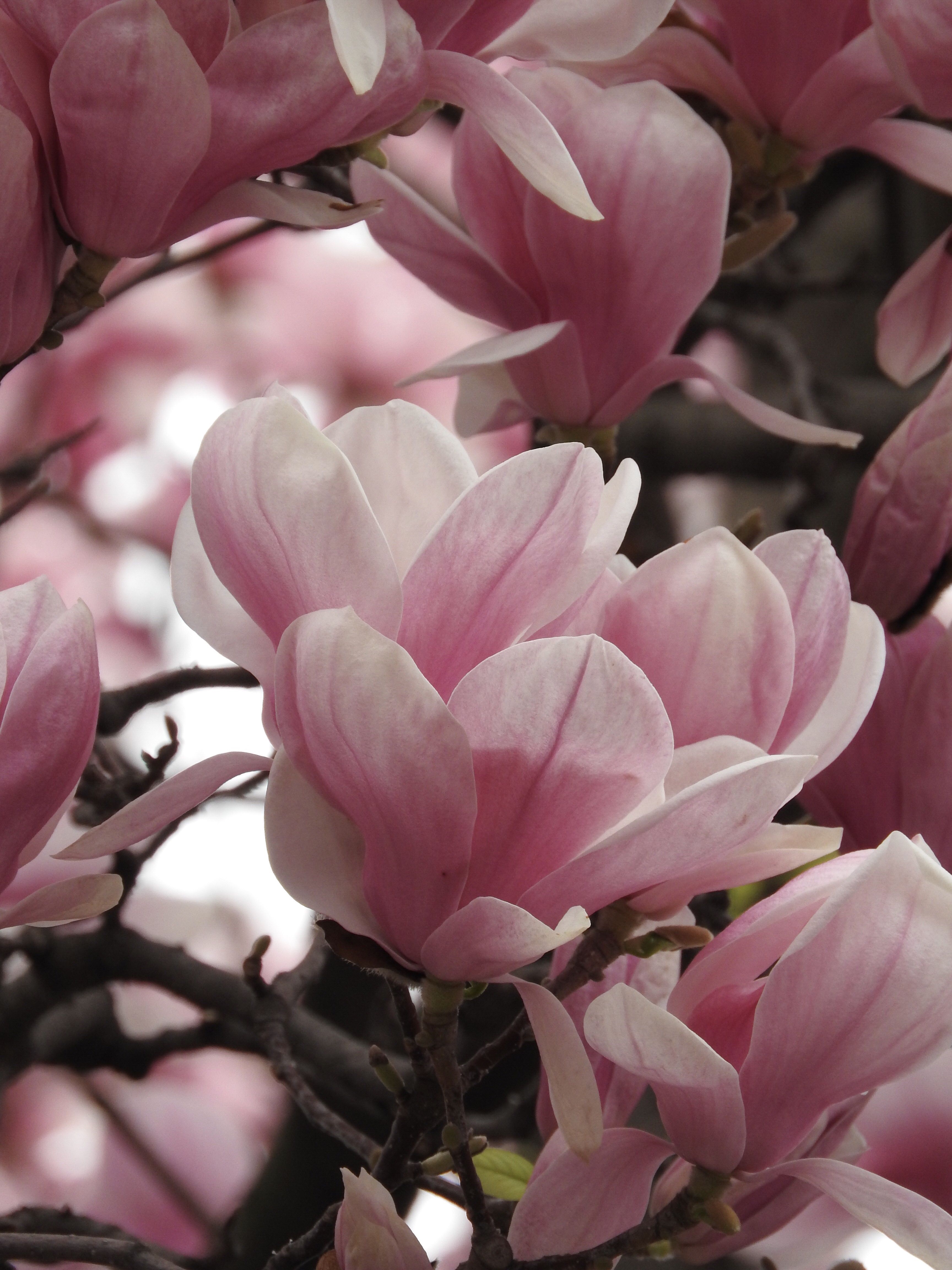 Magnolia tree. Pink flowers. Blooms. Spring. Background