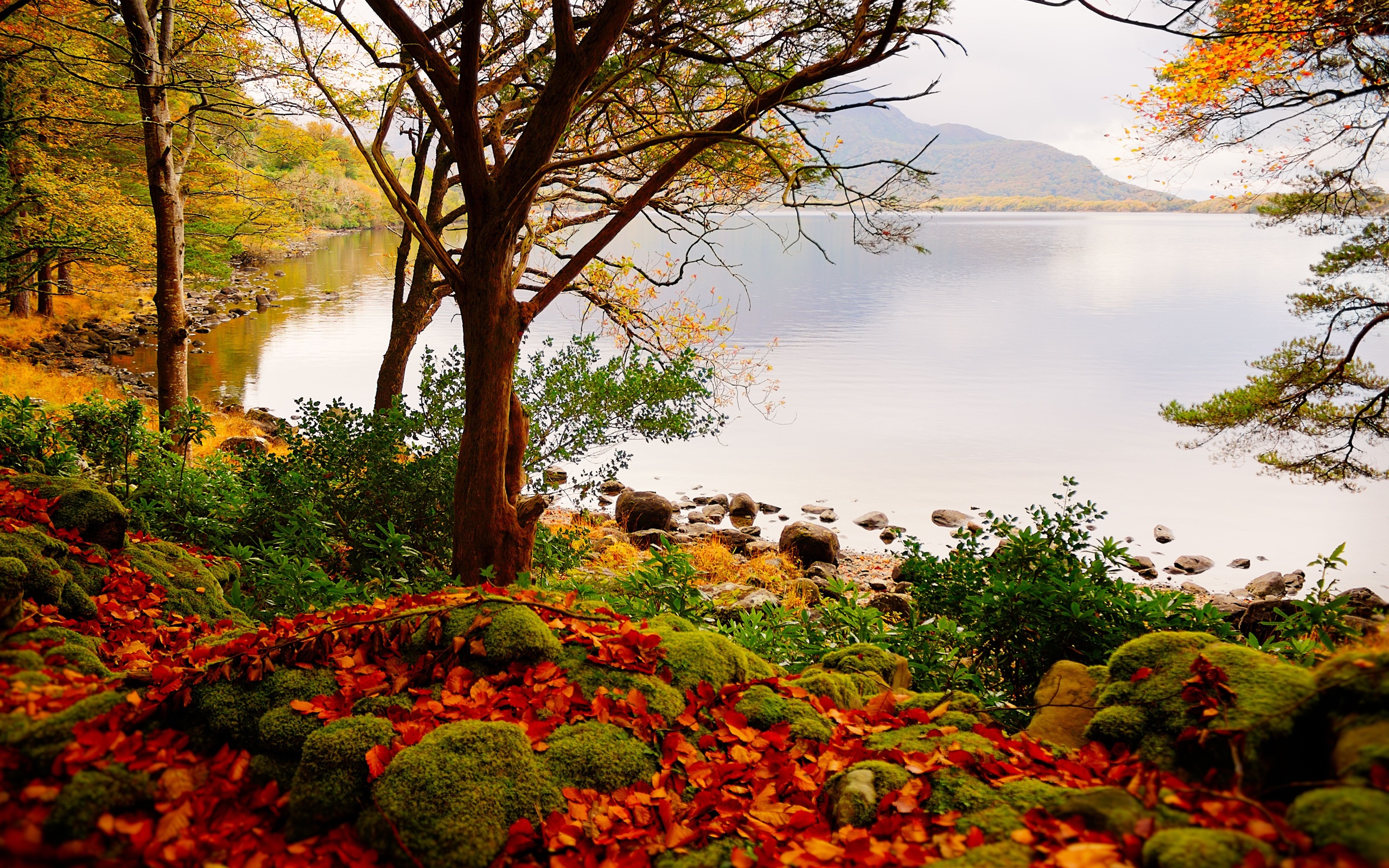 Autumn lake trees landscape wallpaperx1600