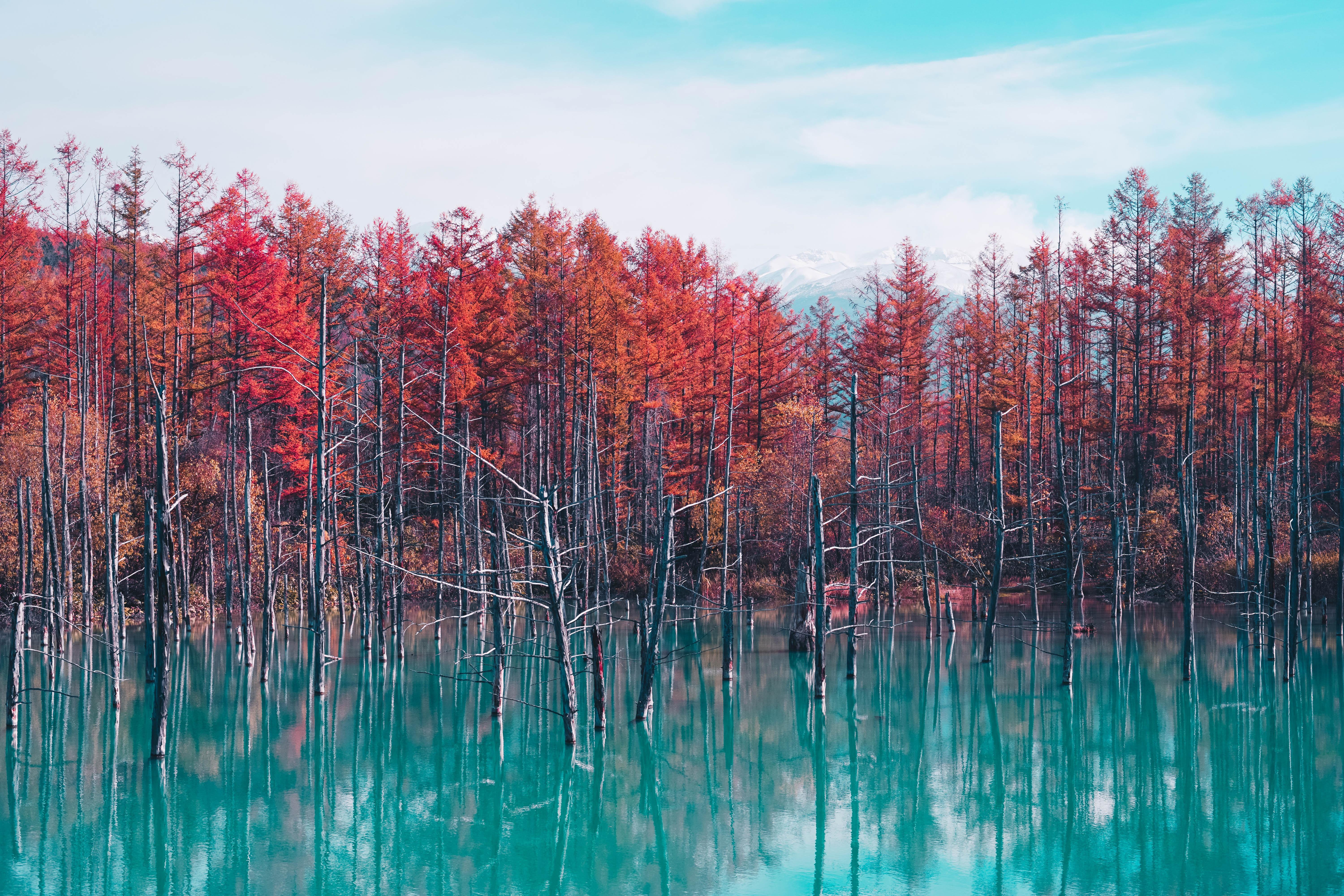 Autumn Lake Reflection Trees, HD Nature, 4k Wallpaper
