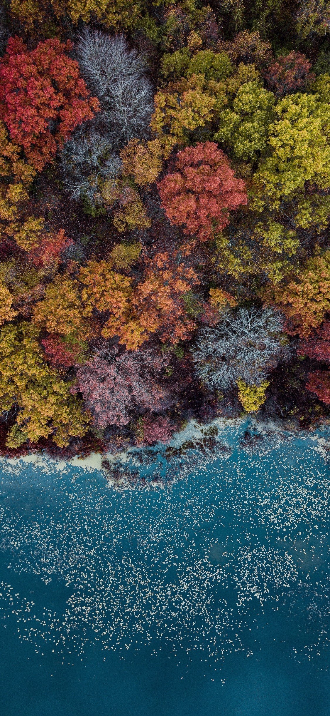 Download 1125x2436 Trees, Autumn, Lake, Top View Wallpaper