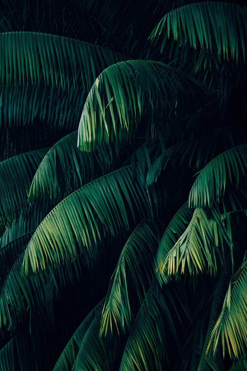 Tropical Picture. Download Free Image & Stock