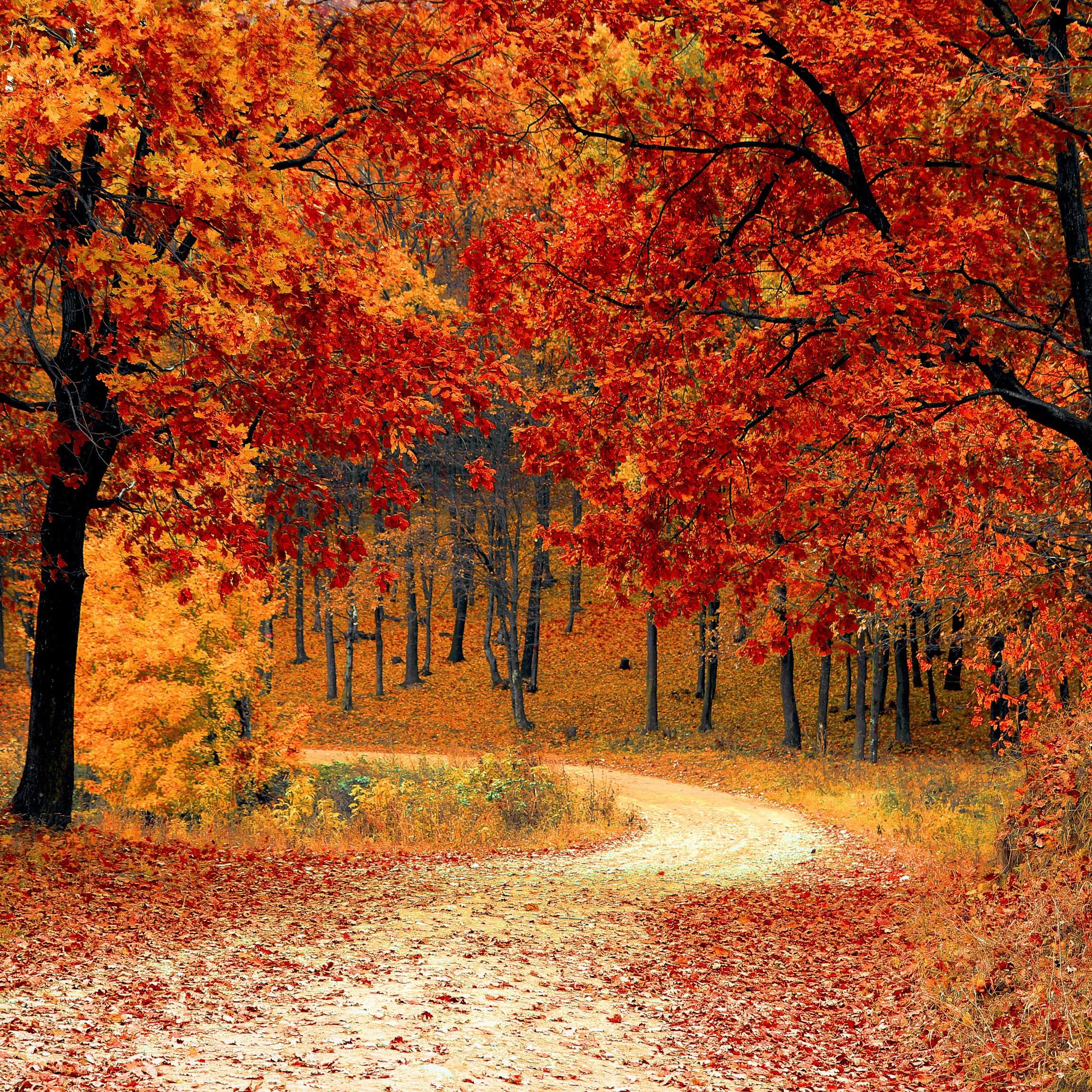 Wallpaper Trend Autumn Colours