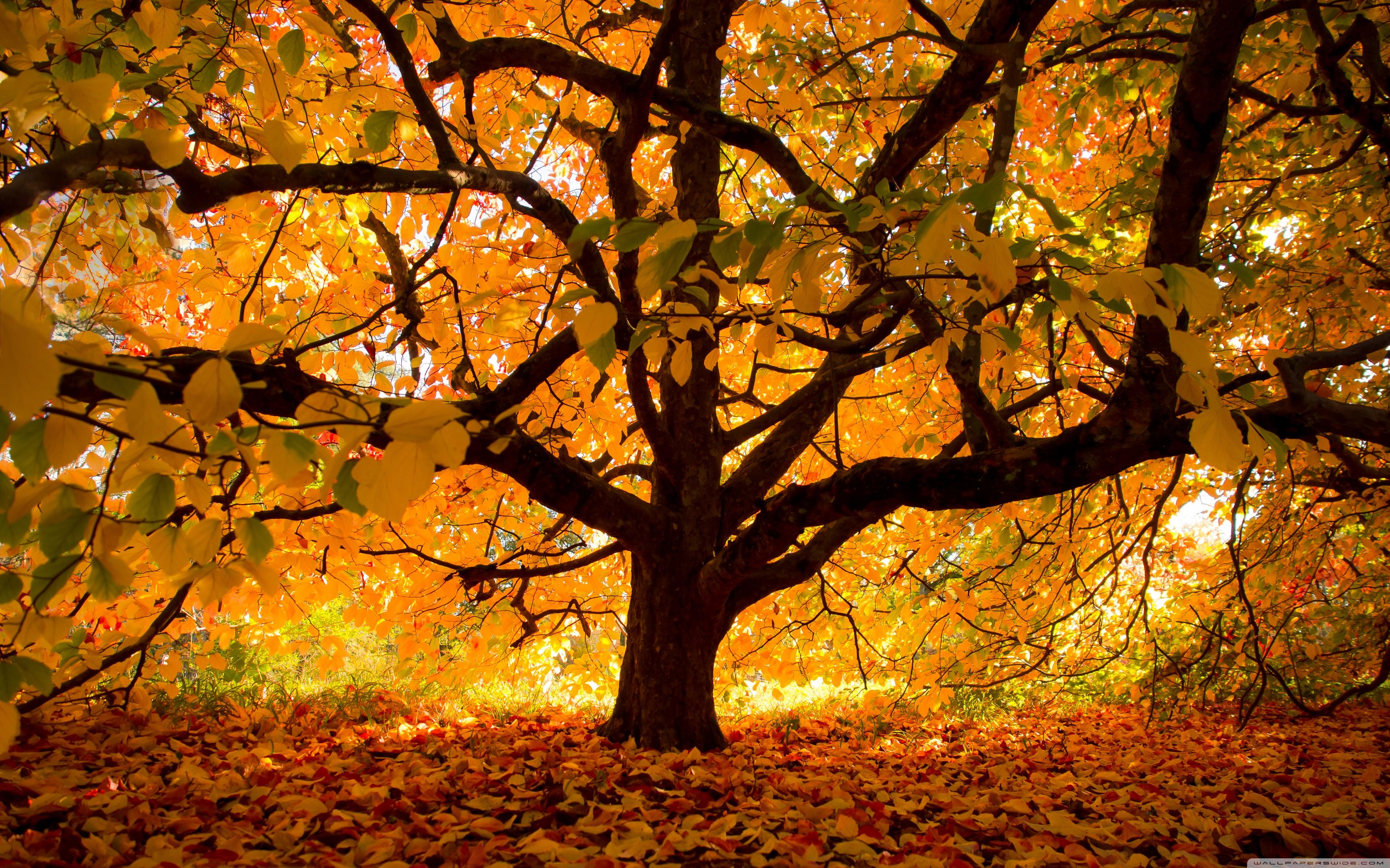 Autumn Colours under the Tree ❤ 4K HD Desktop Wallpaper