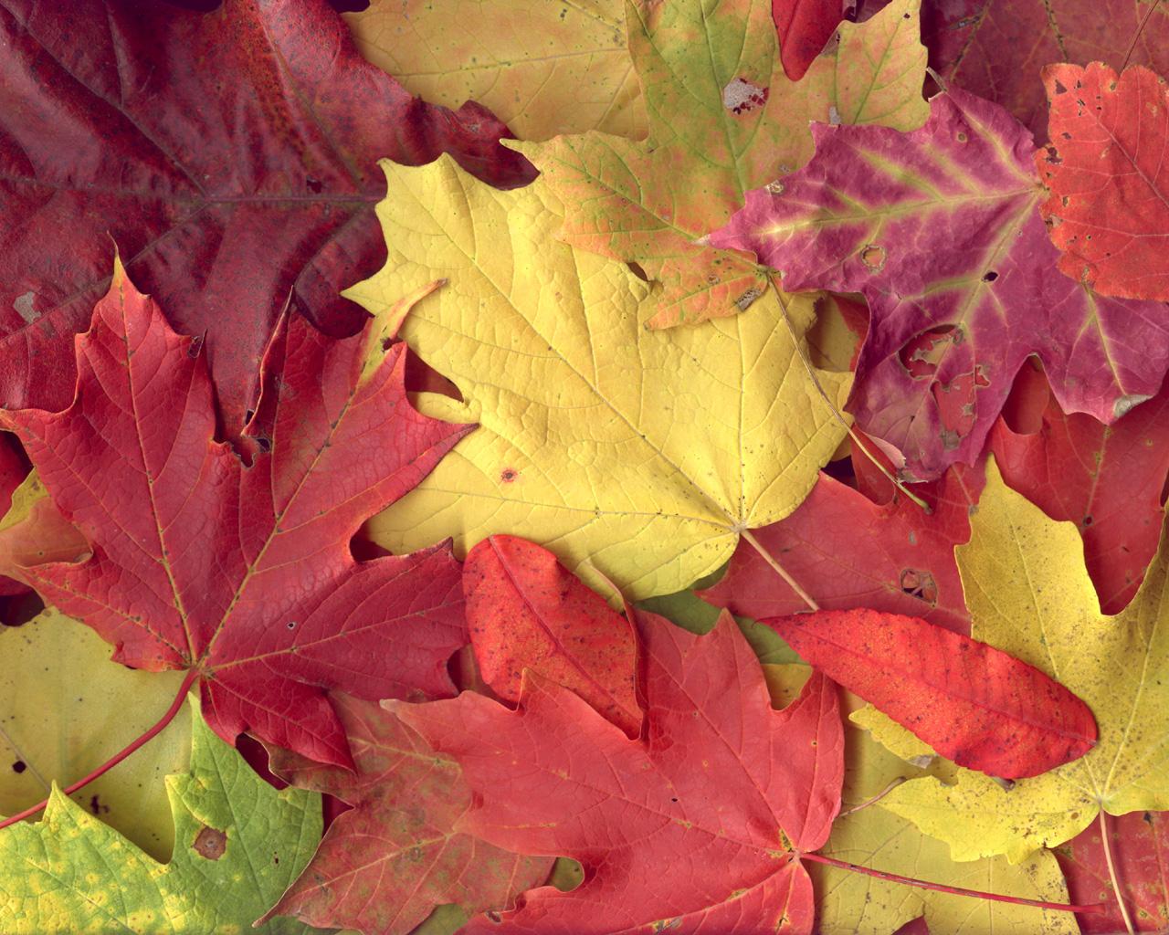 Colourful Autumn Background, Download picture of a stunning