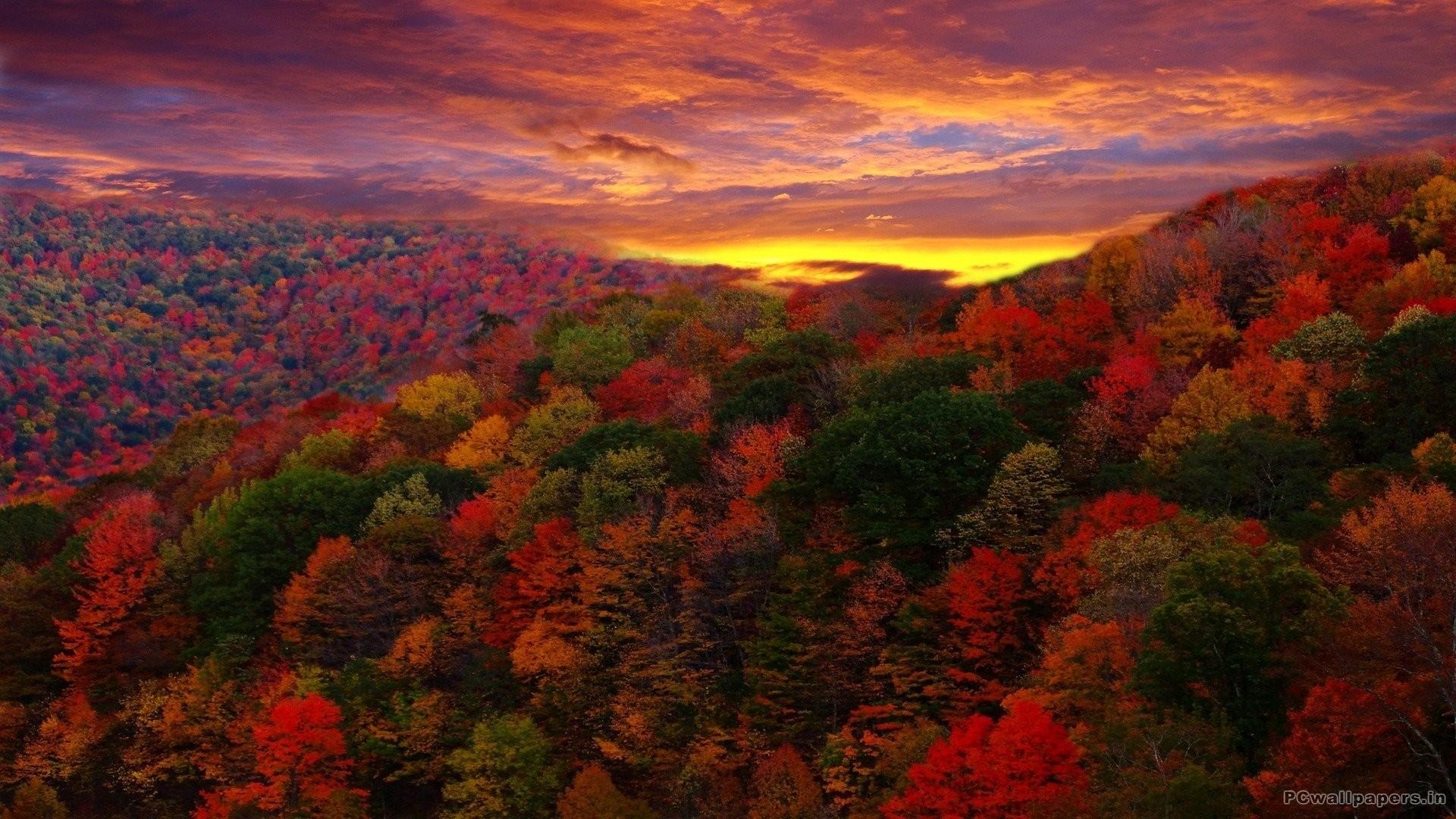 HD Fall Colours Wallpaper