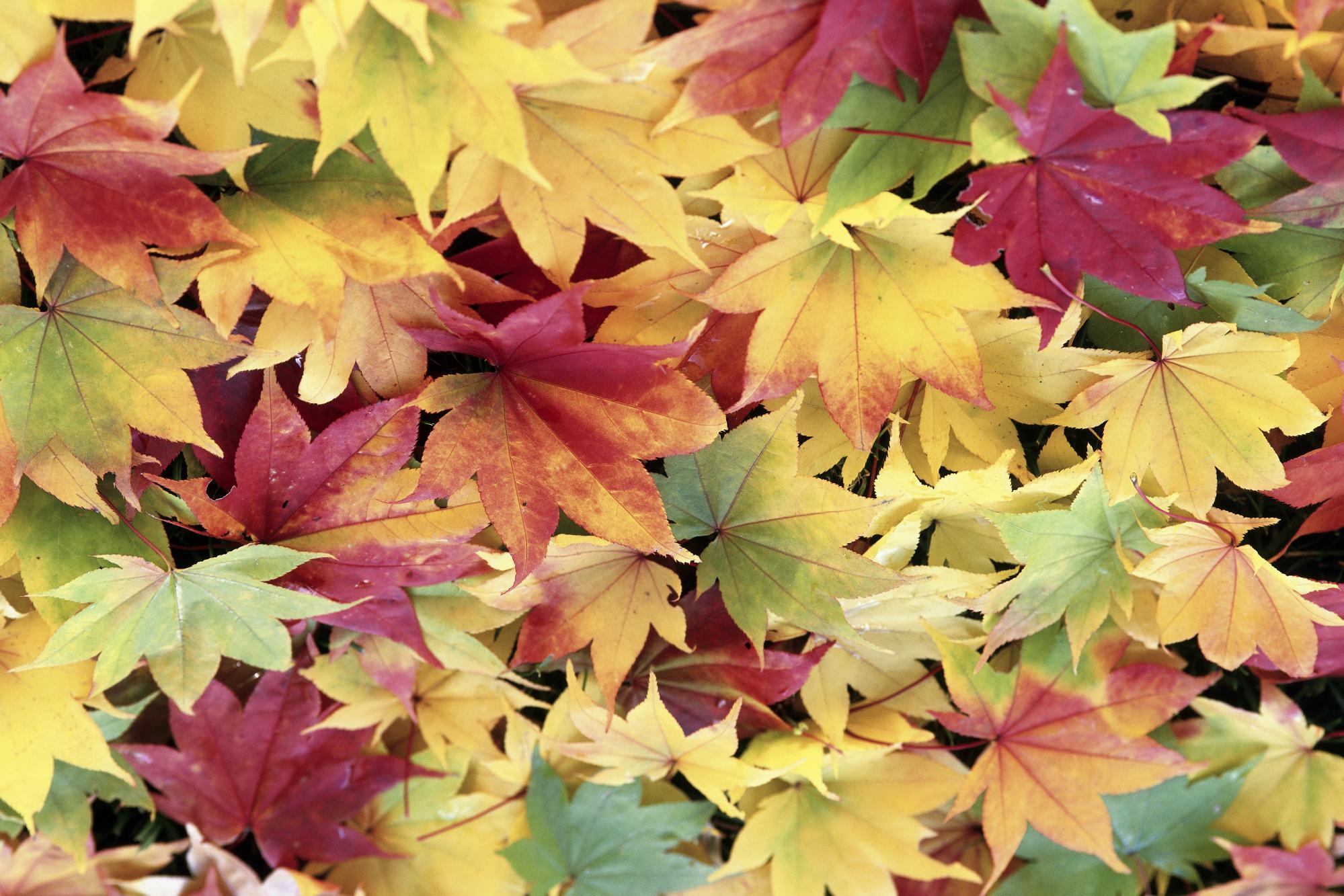 Colorful Autumn Leaves Wallpaperx1333